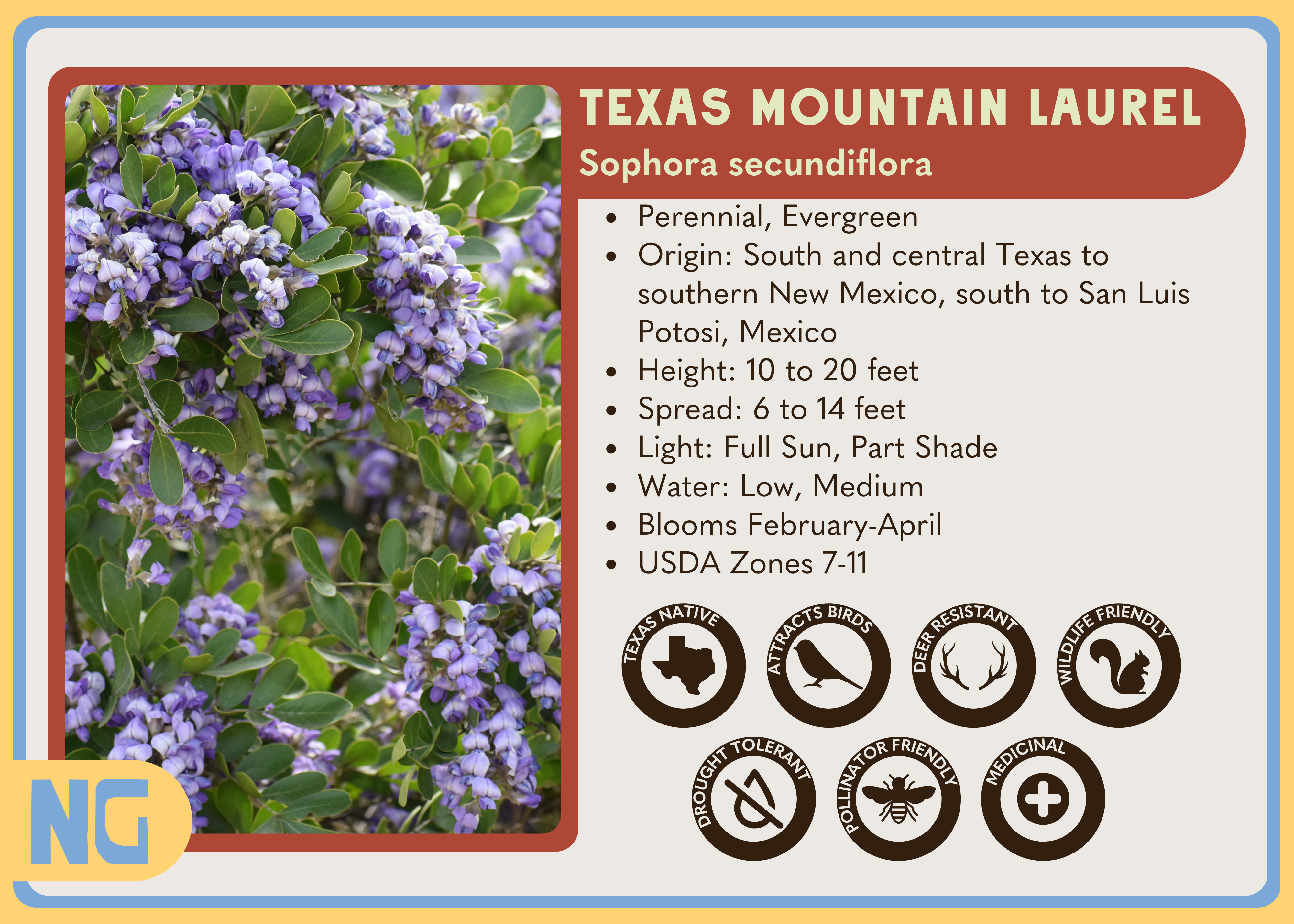 Texas Mountain Laurel