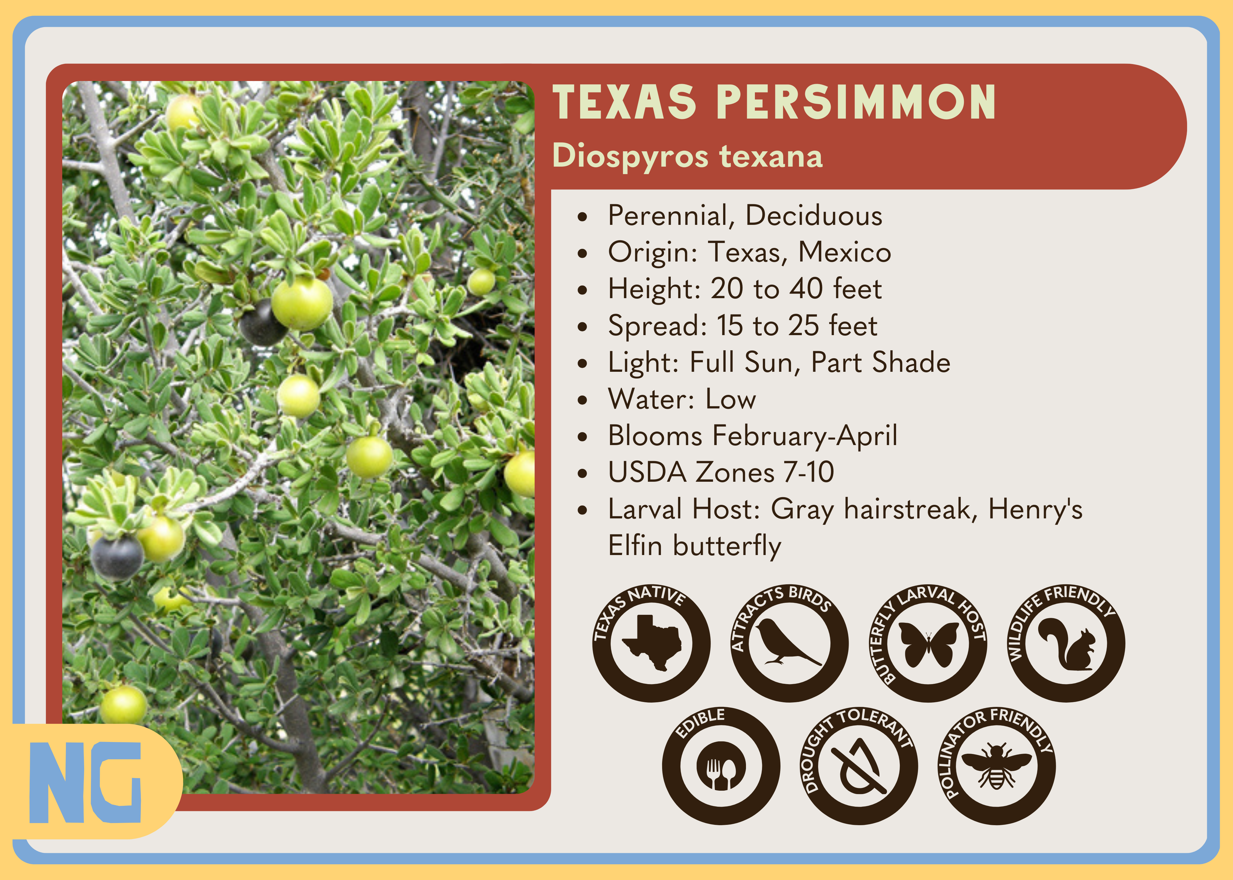 Texas Persimmon