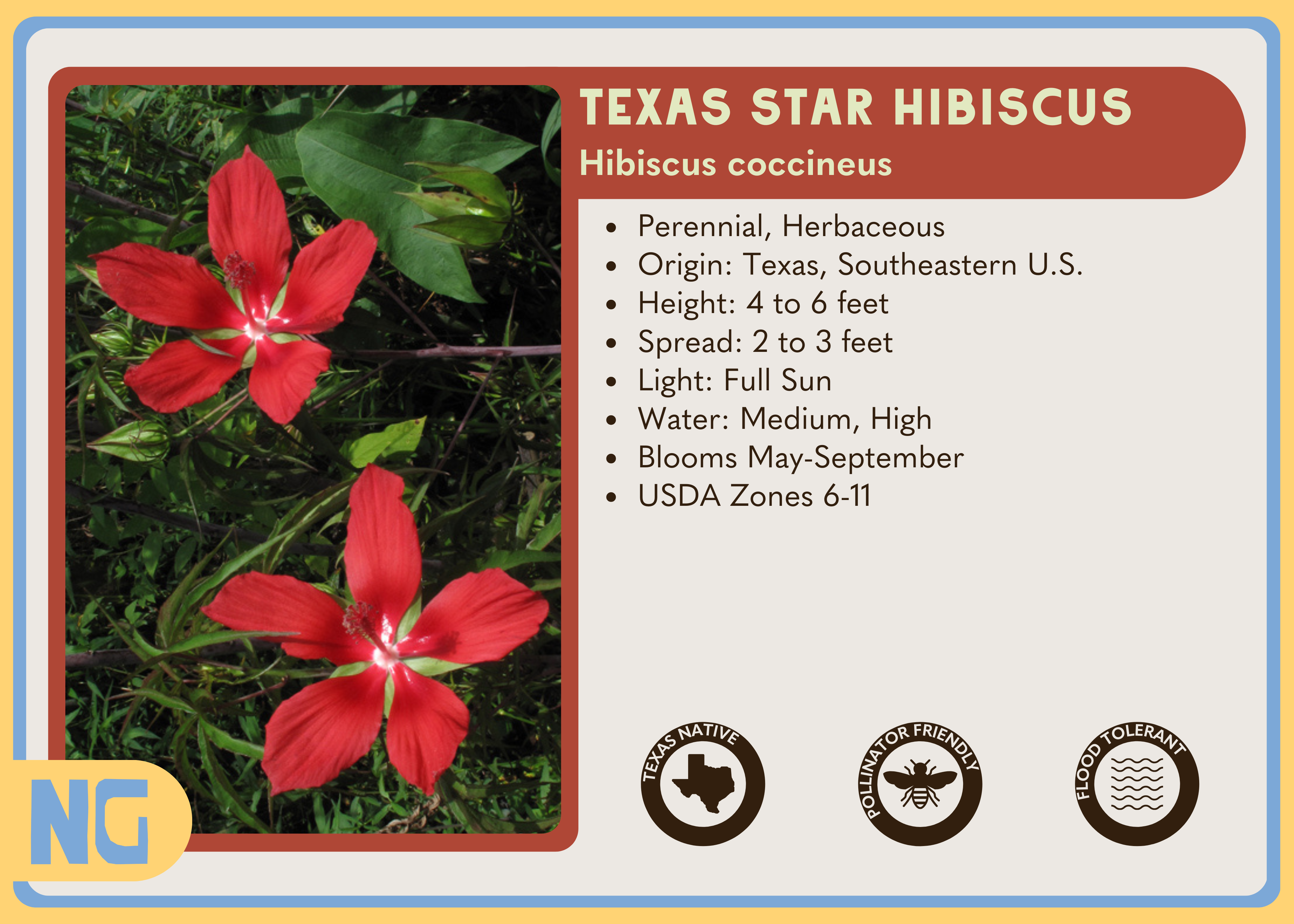 Texas Star Hibiscus