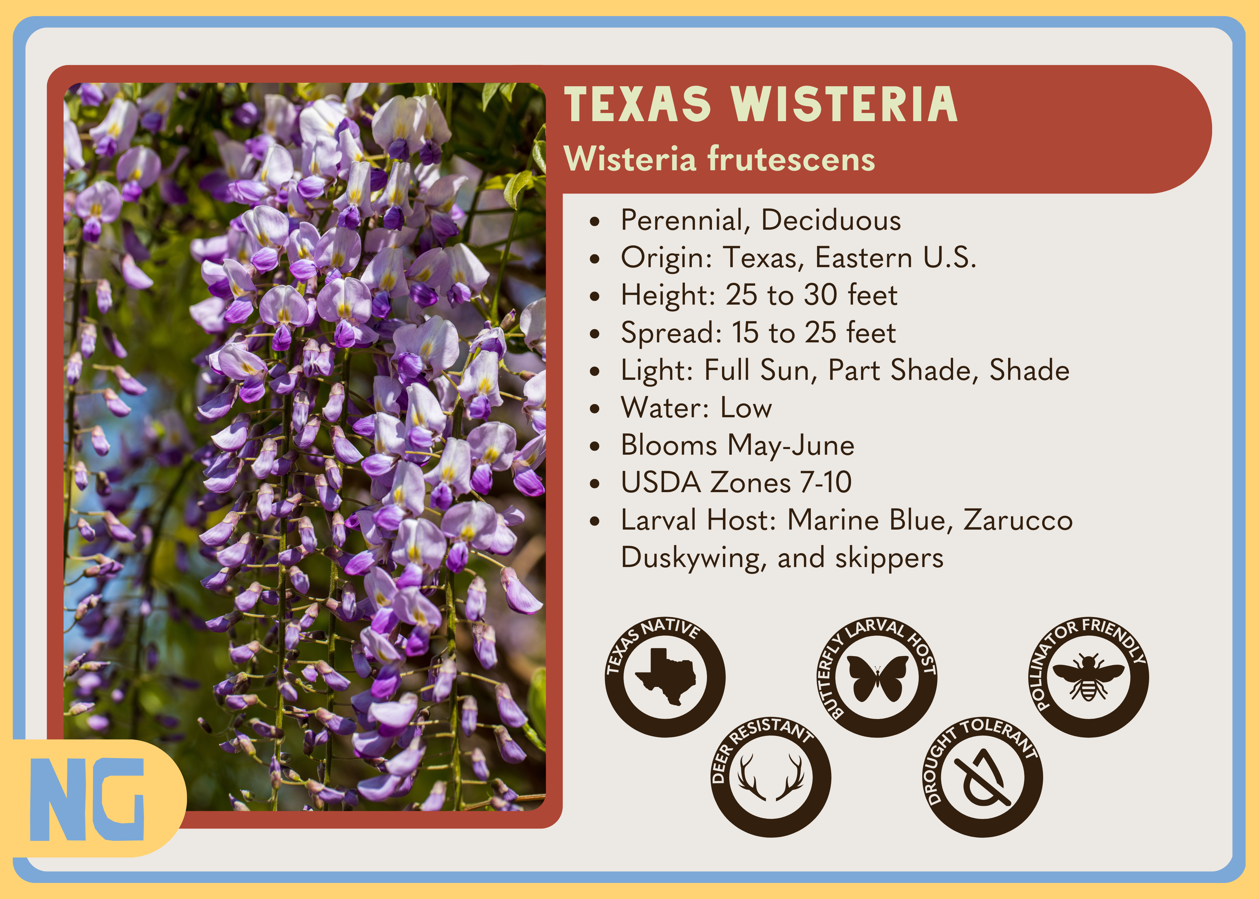 Texas Wisteria