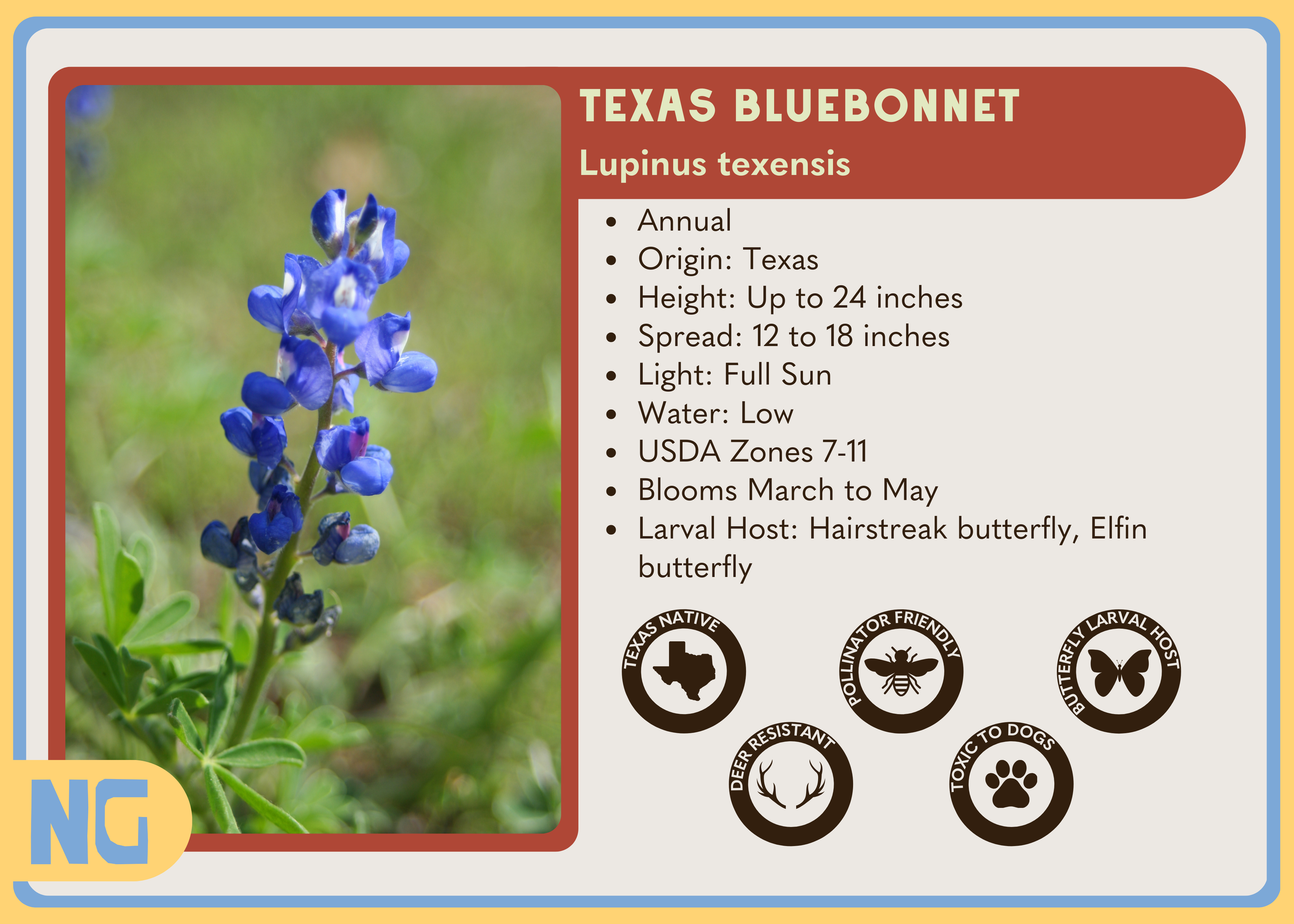 Texas Bluebonnet