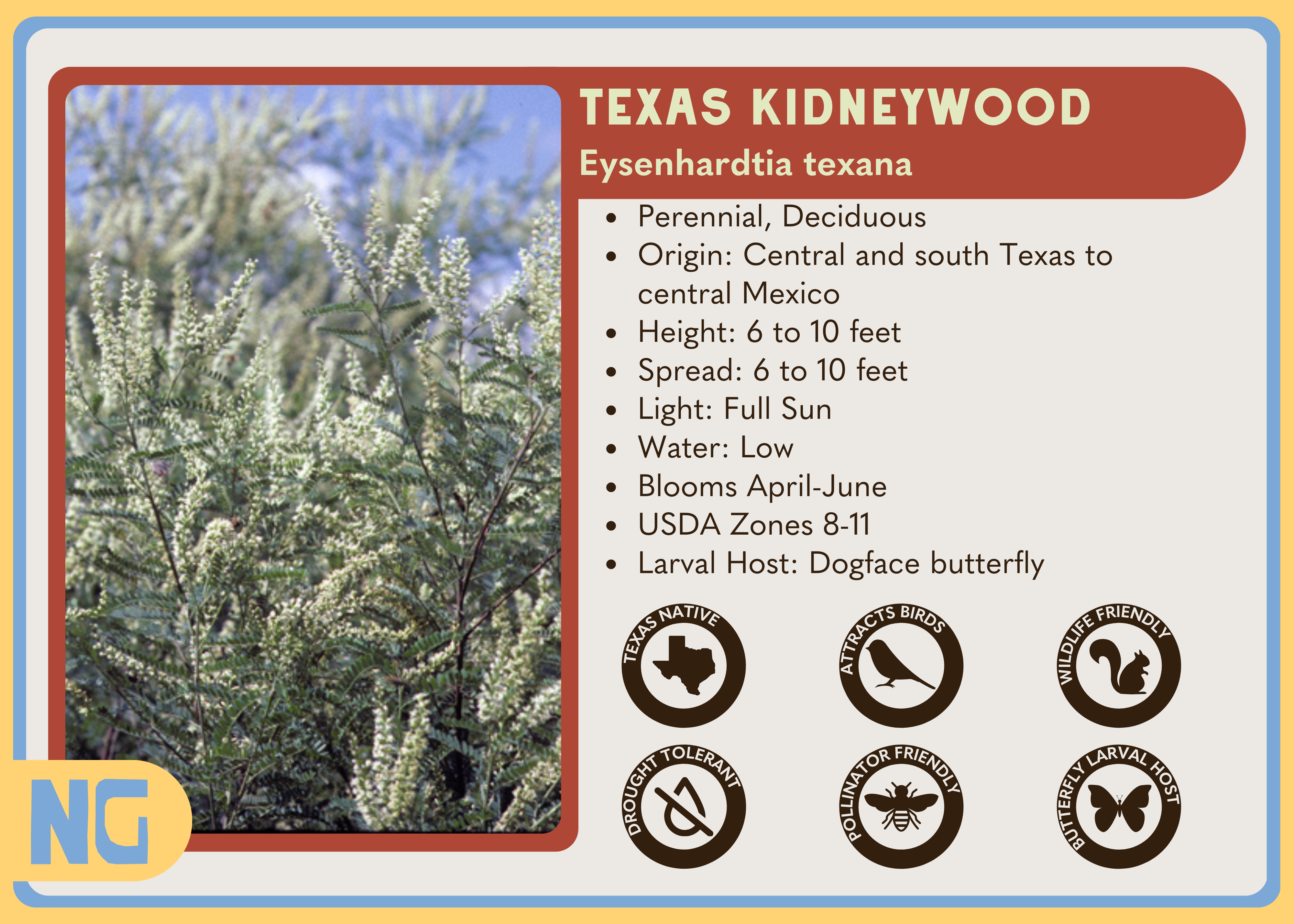 Texas Kidneywood