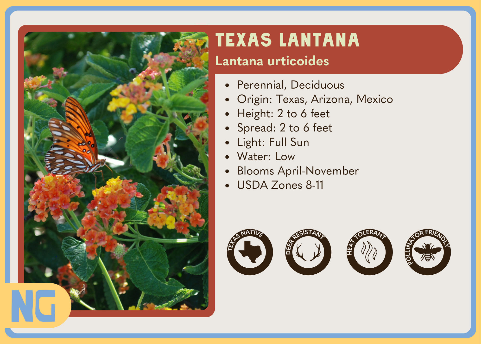 Texas Lantana