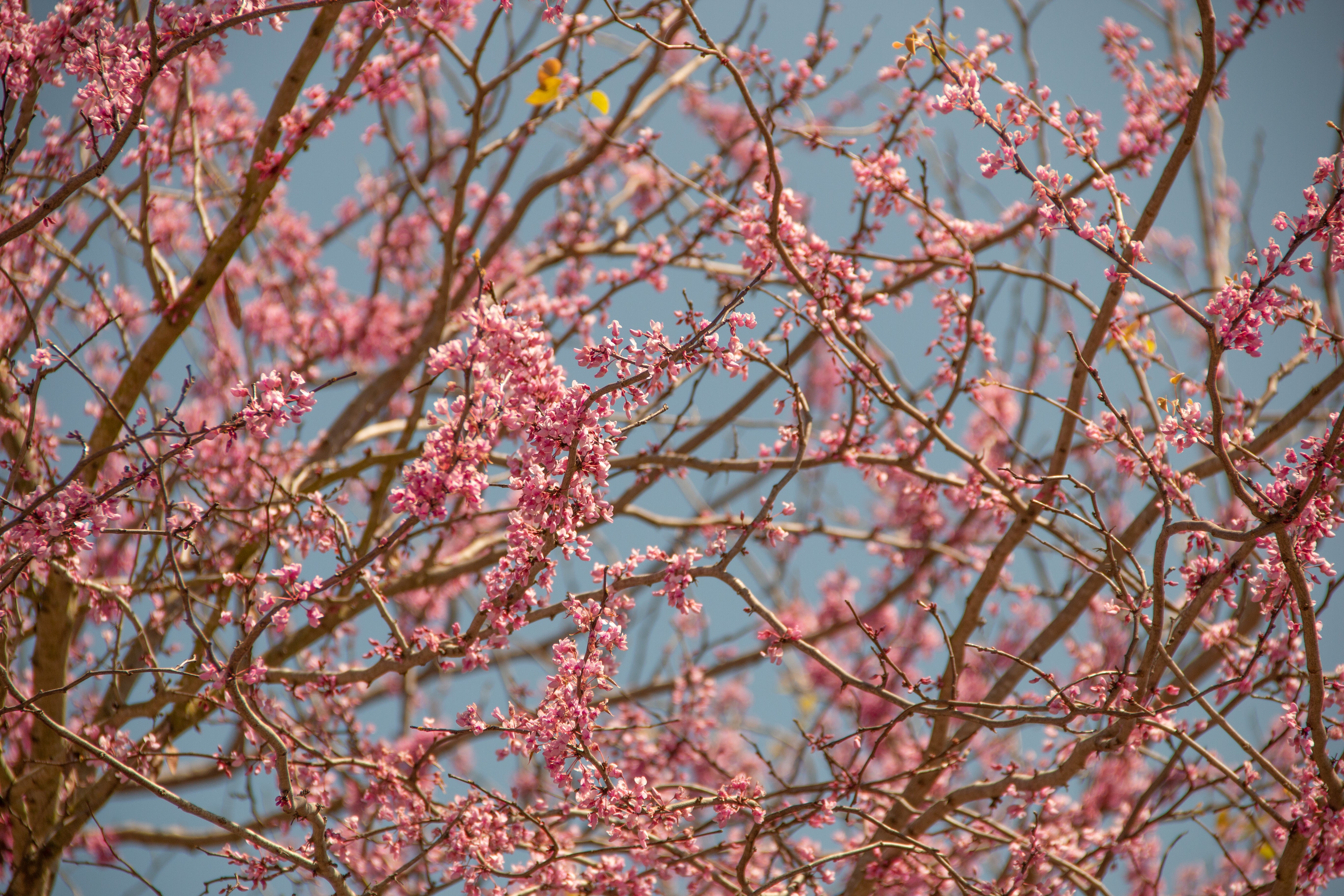 Texas Redbud