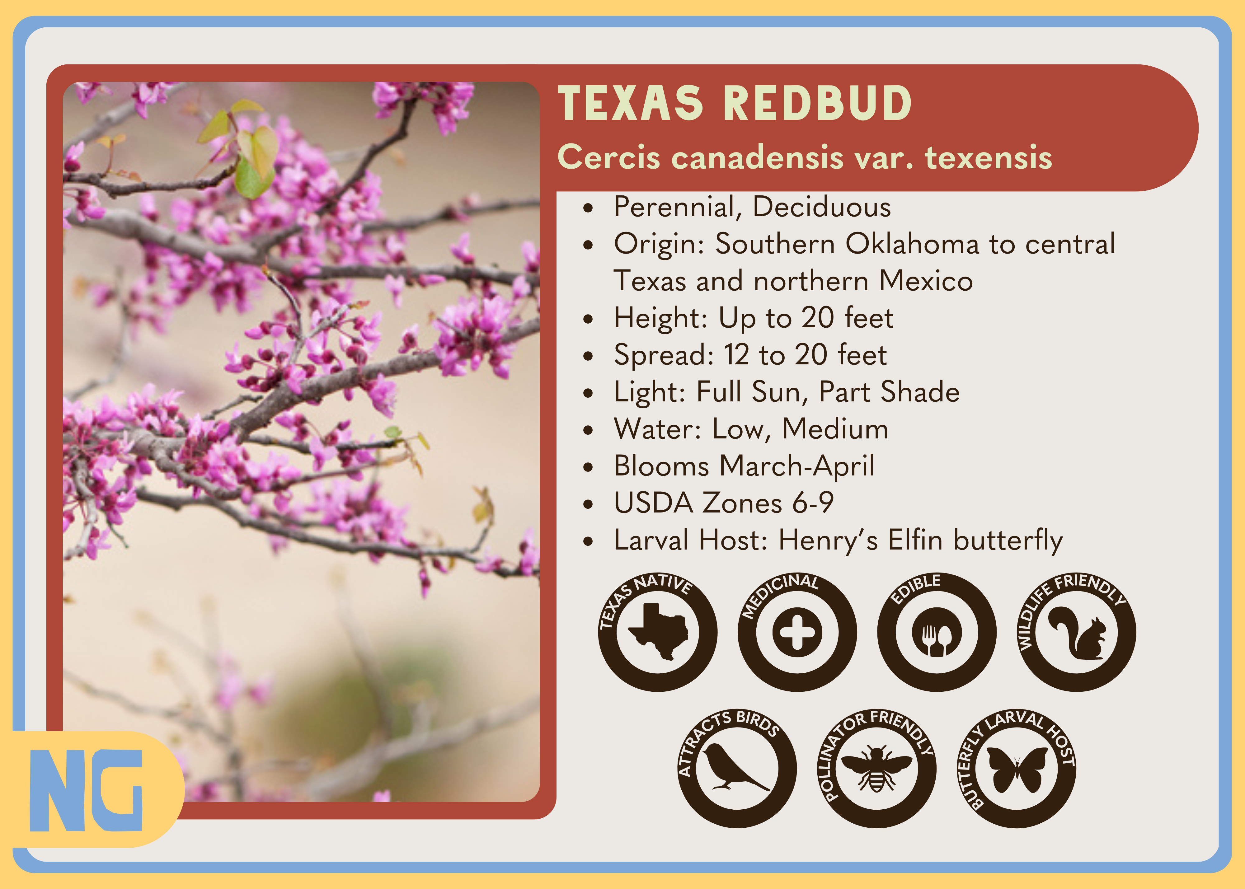 Texas Redbud