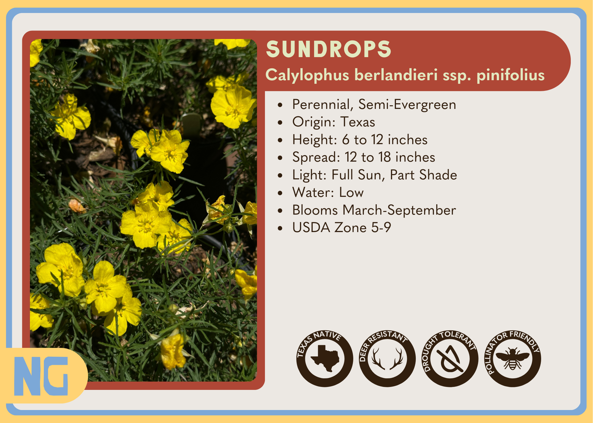 Sundrops