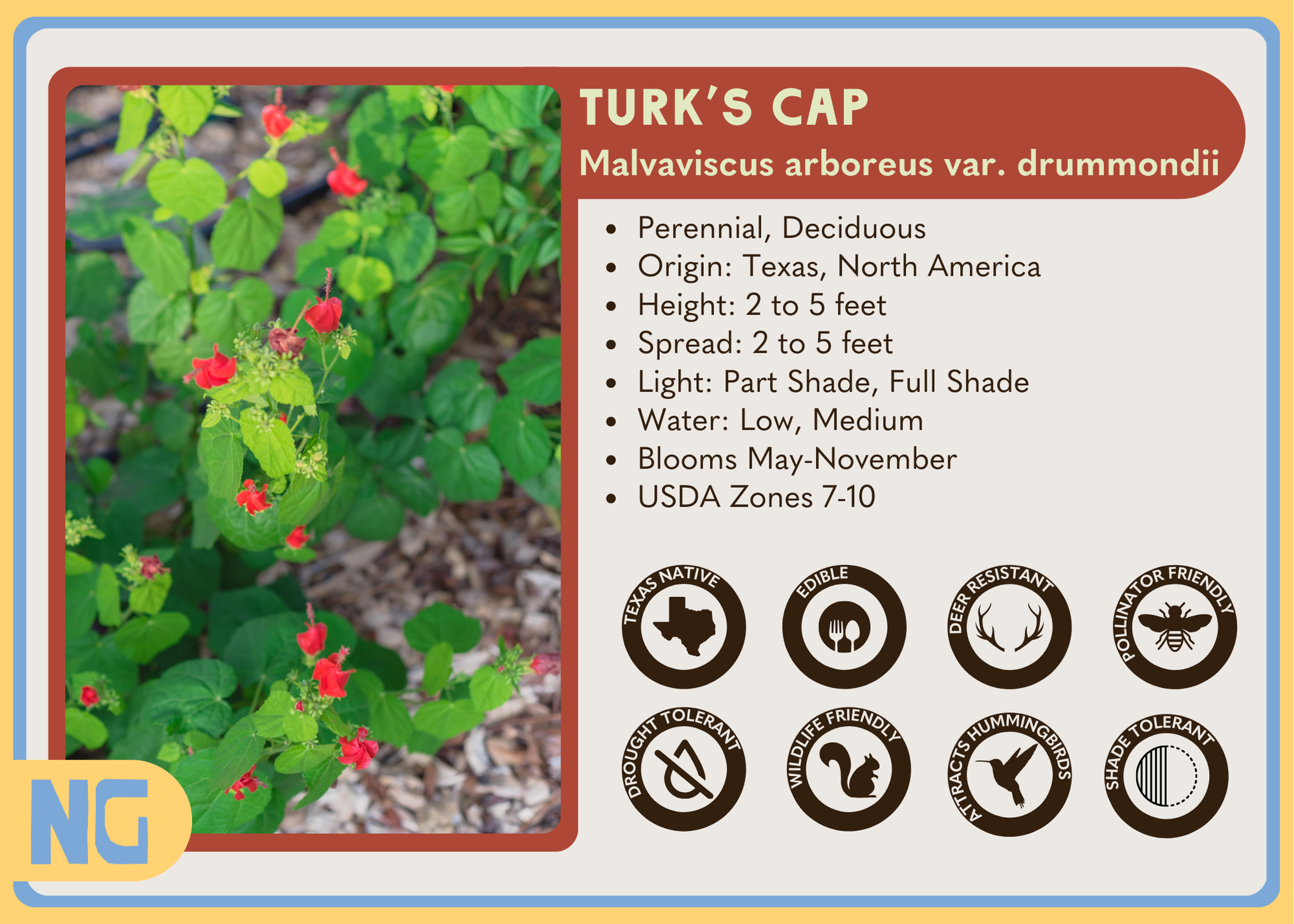 Turk's Cap