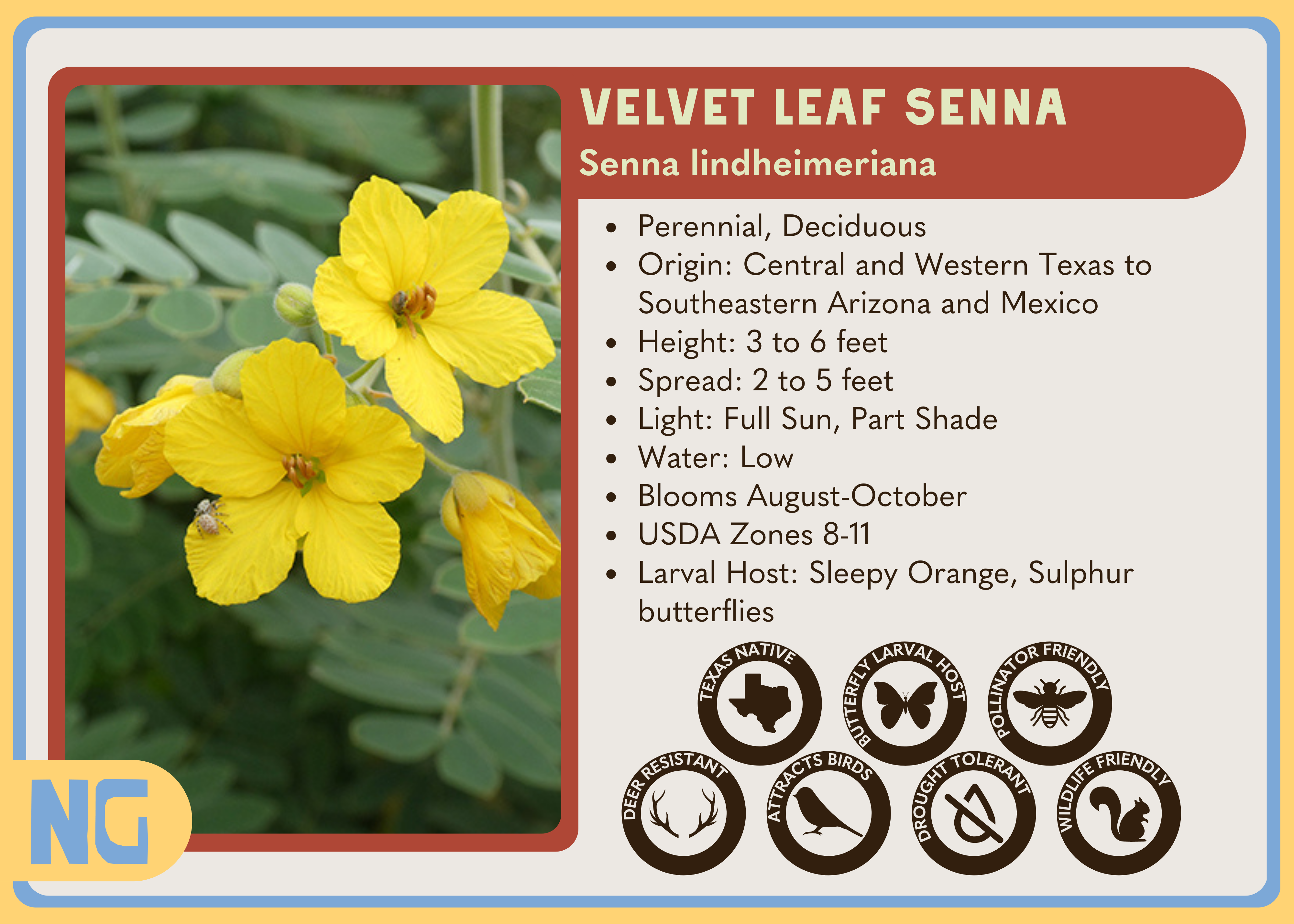 Velvet Leaf Senna