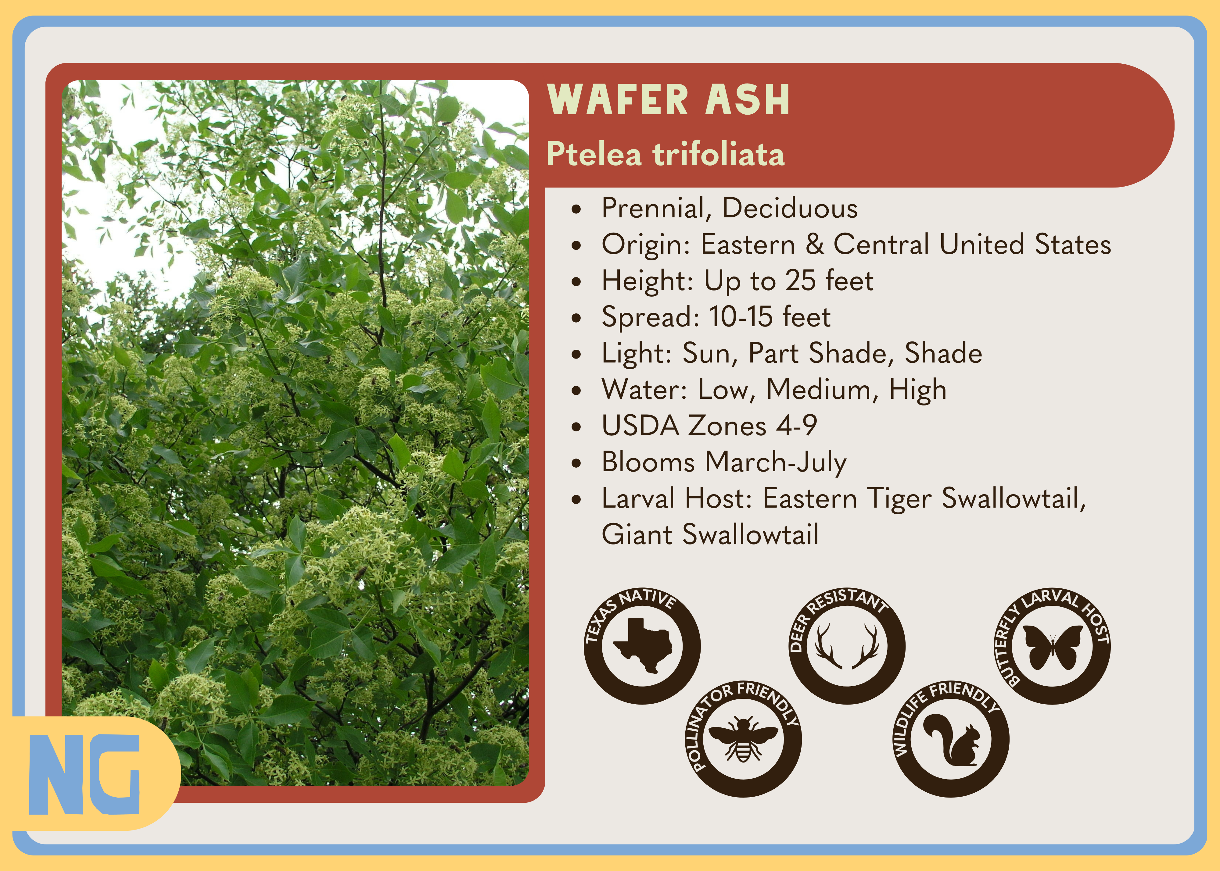 Wafer Ash