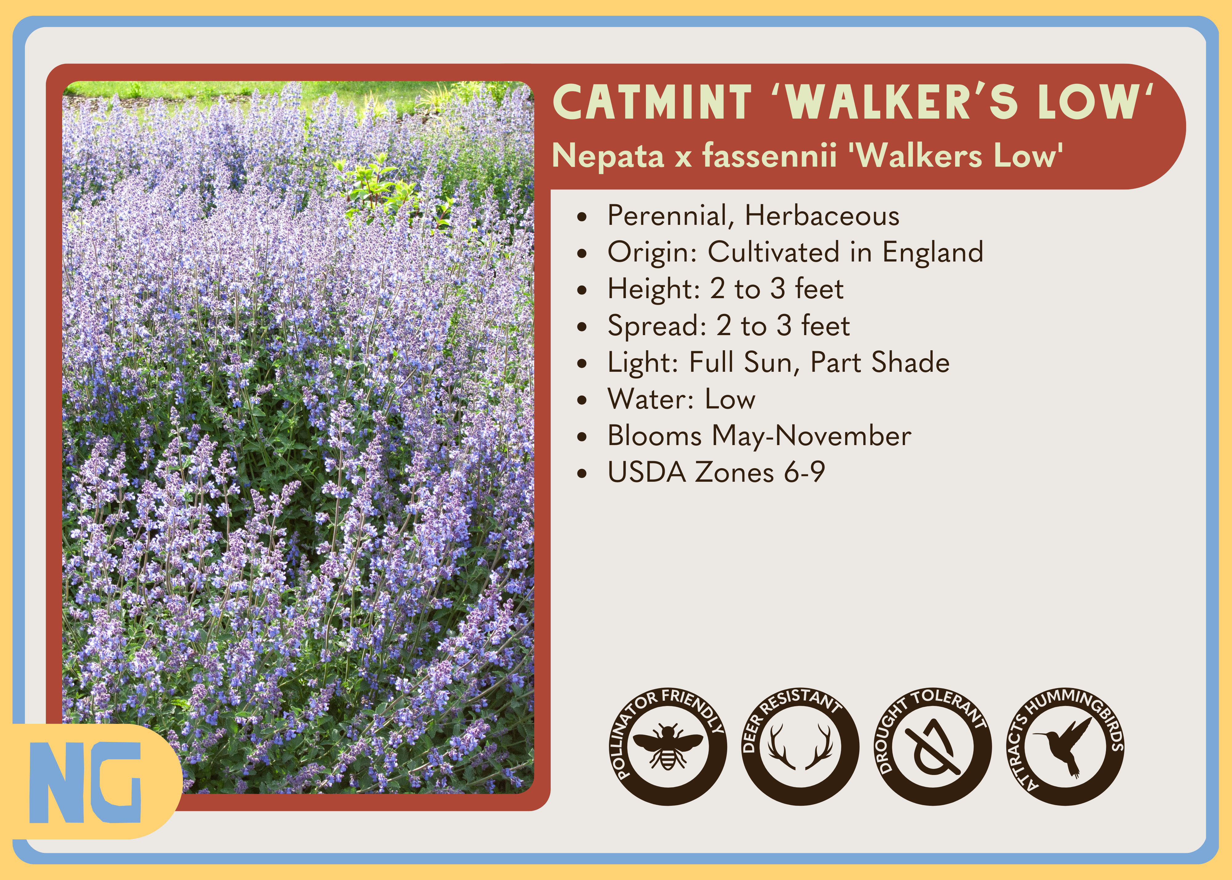 Catmint 'Walker's Low'