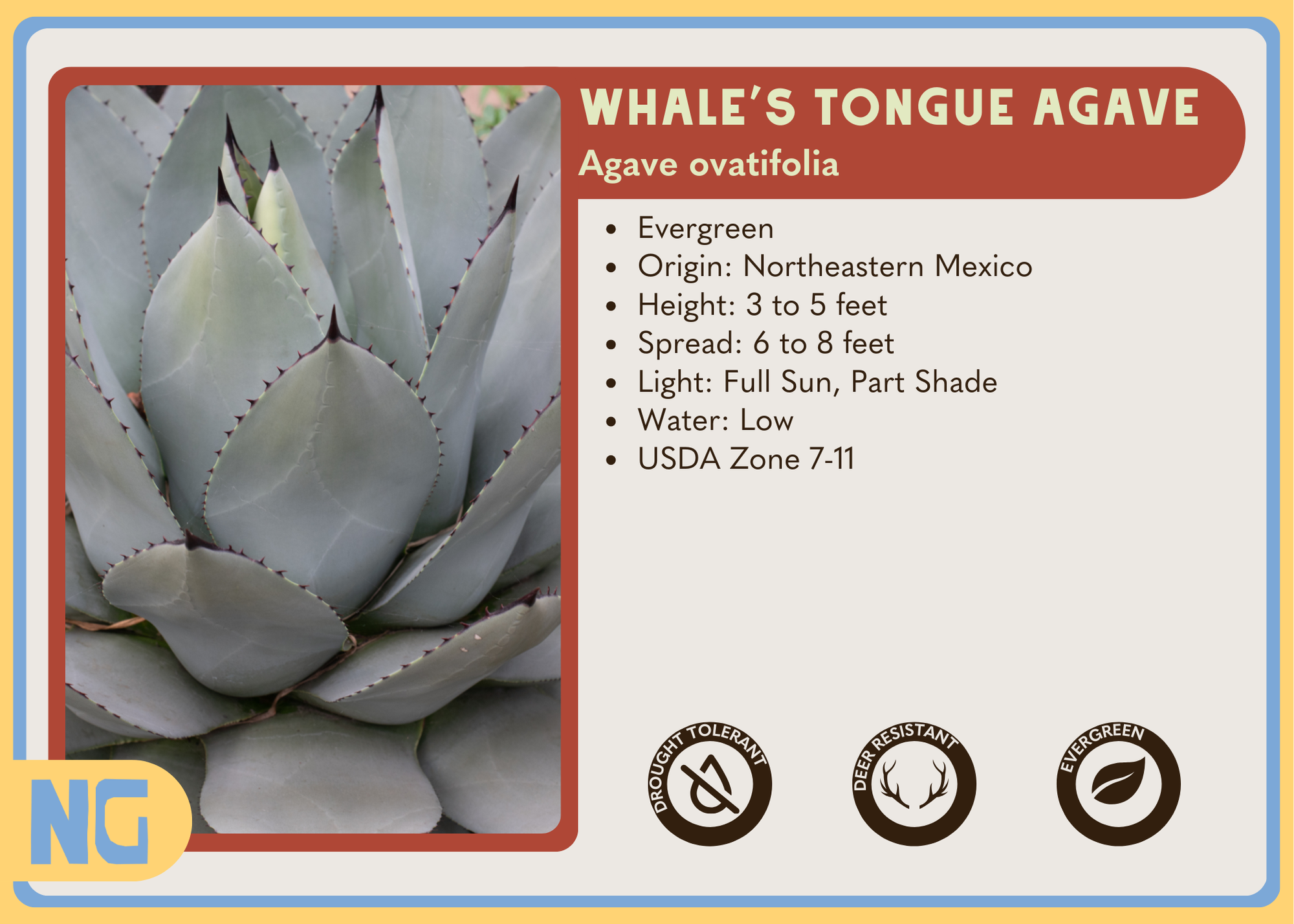 Whale's Tongue Agave