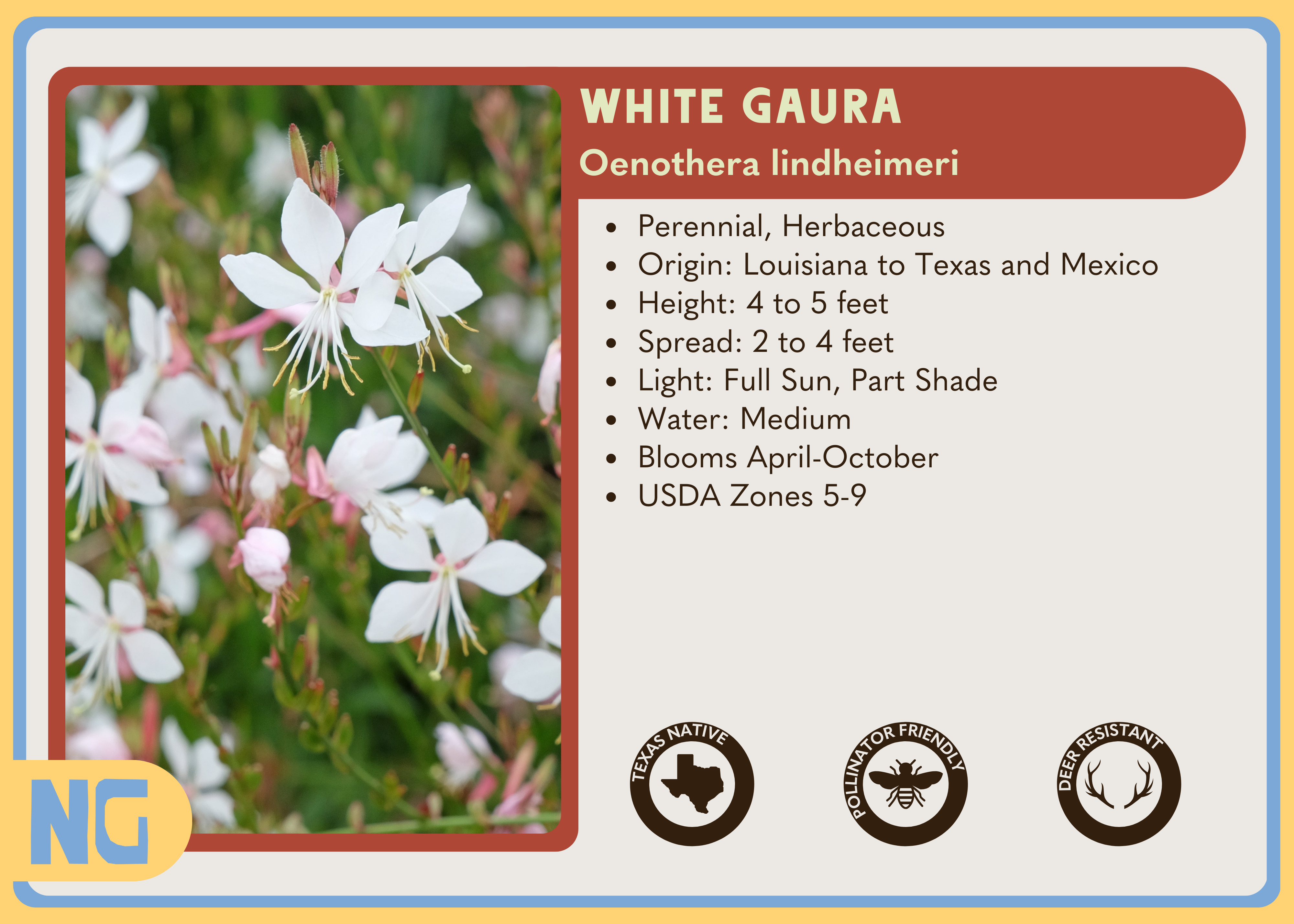 White Gaura