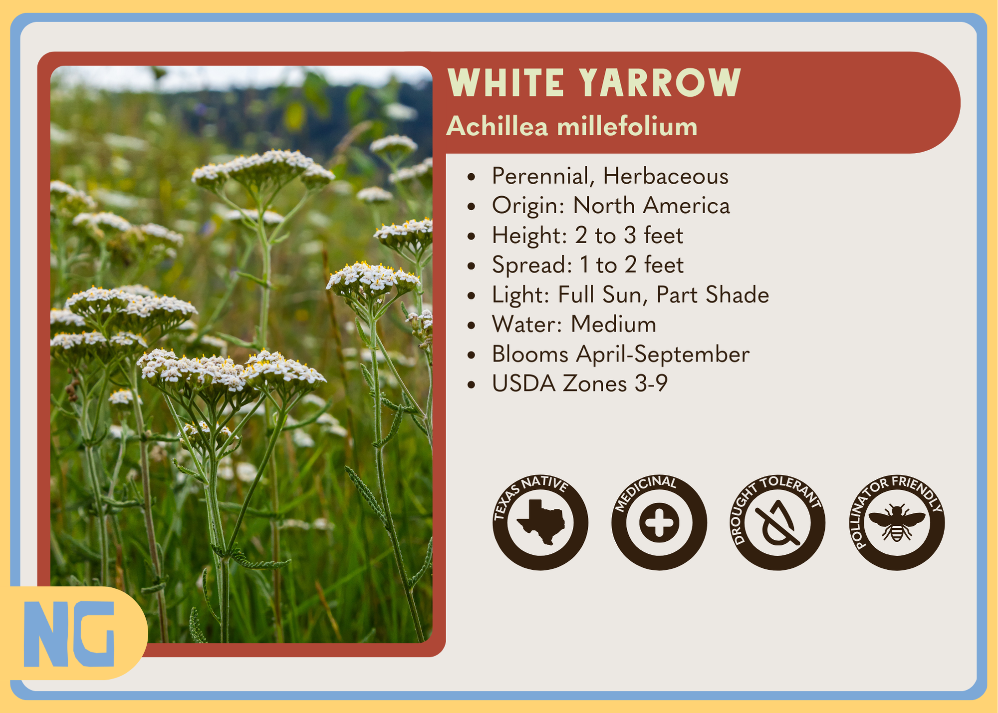 White Yarrow