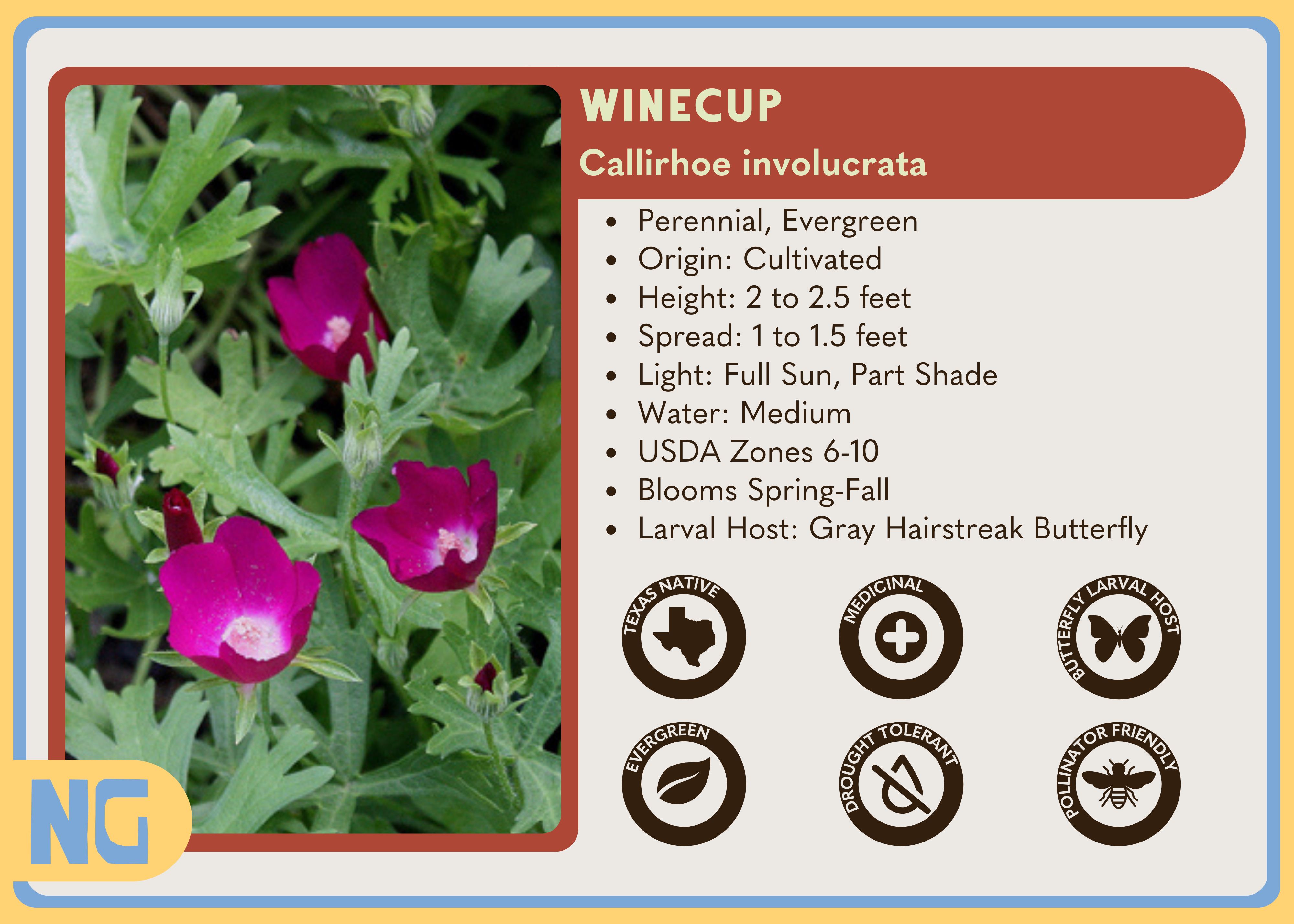 Winecup