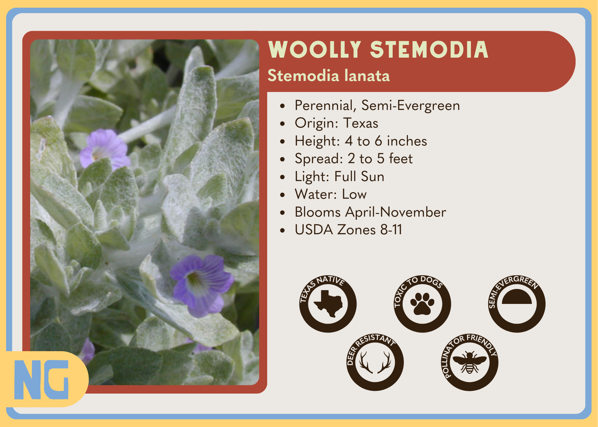 Woolly Stemodia