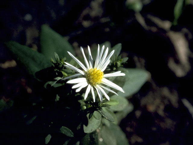 White Heath Aster