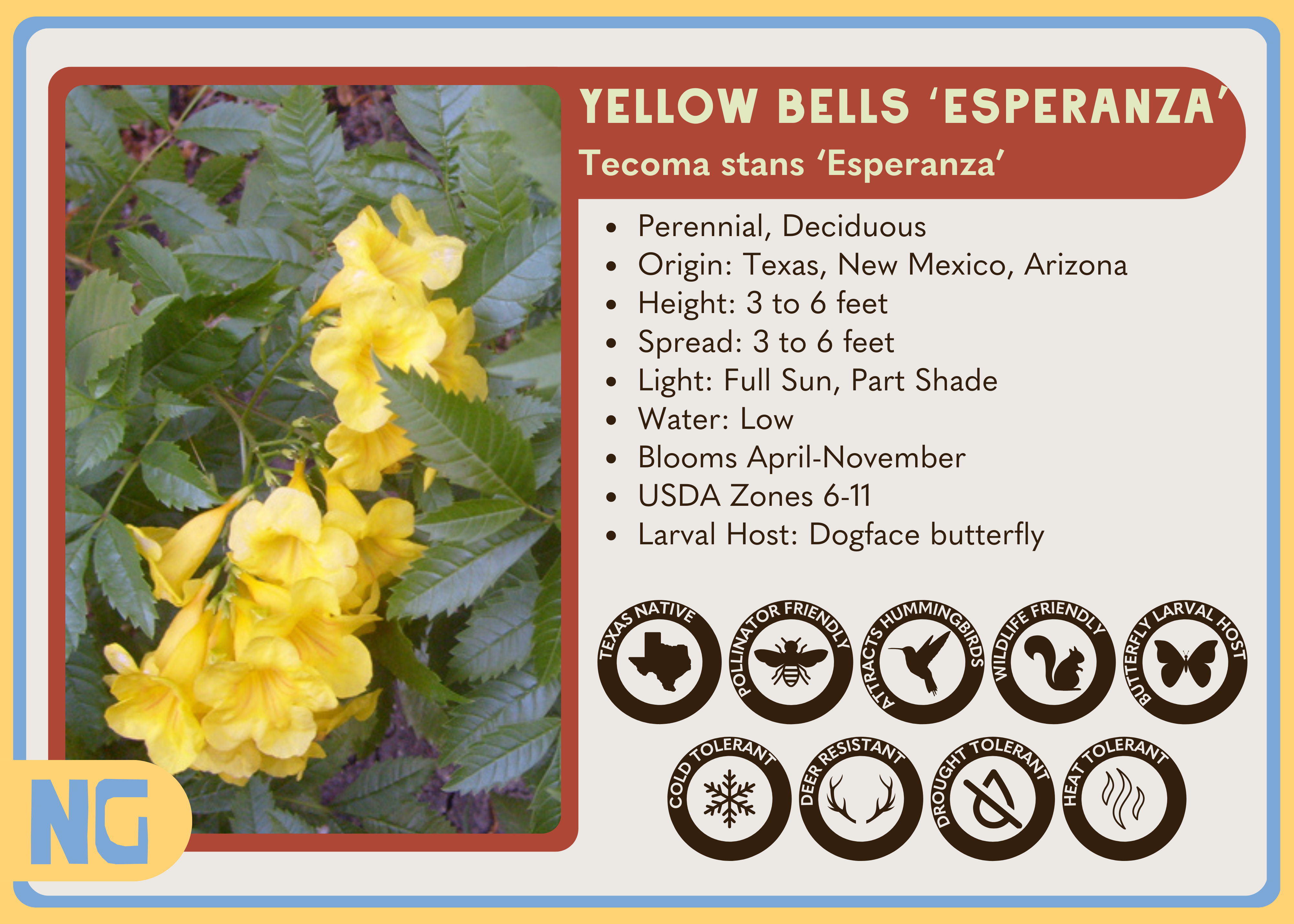 Yellow Bells 'Esperanza'