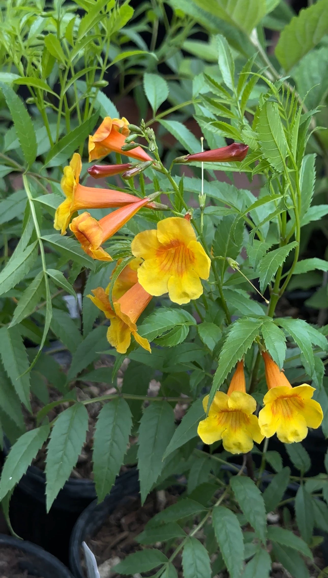 Yellow Bells 'Sangria'