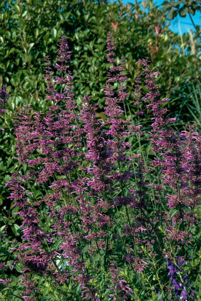 agastache tutti frutti texas