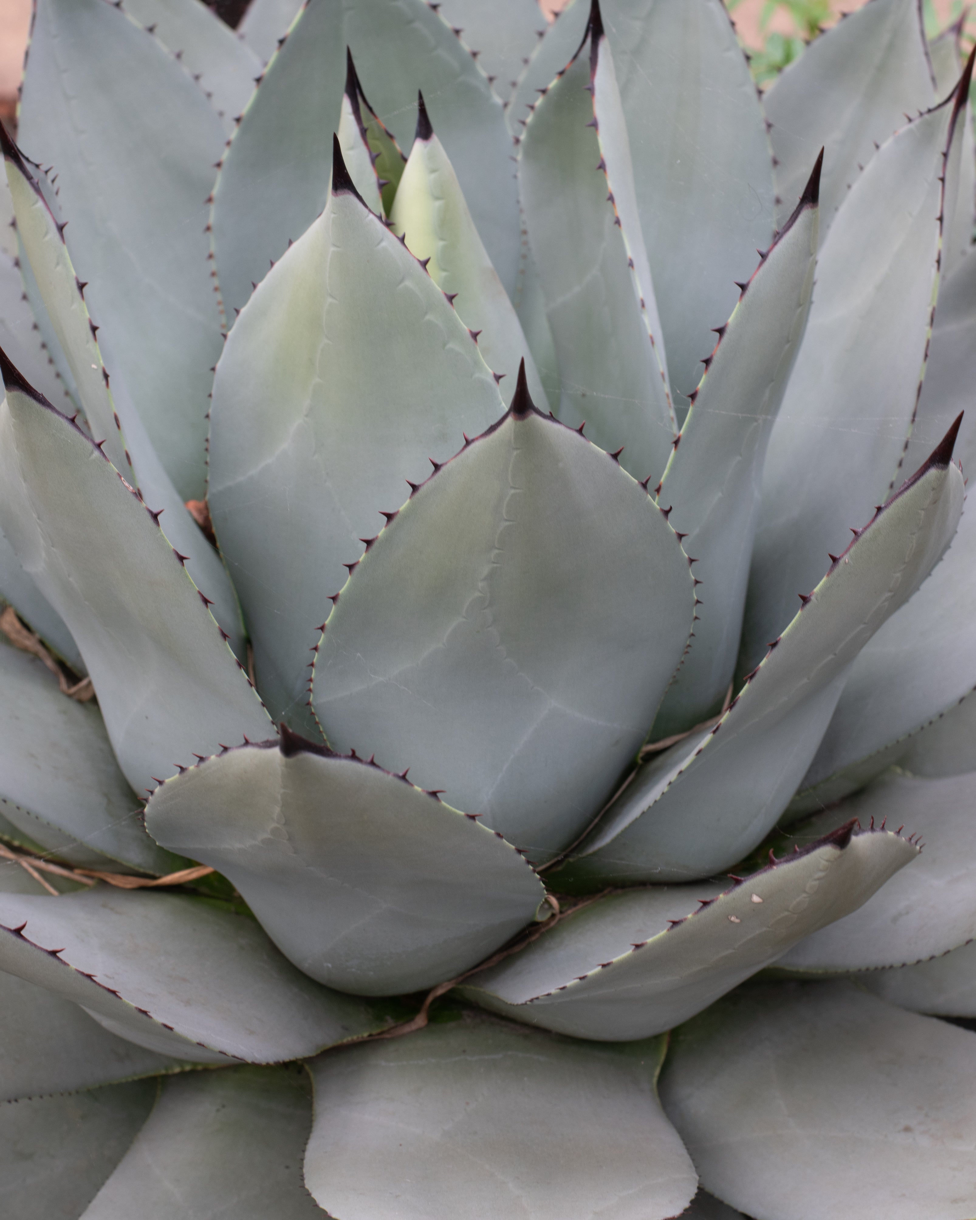 Agave Whale's Tongue