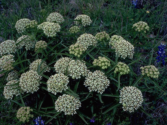 Asclepias asperula