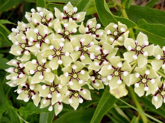 Asclepias asperula