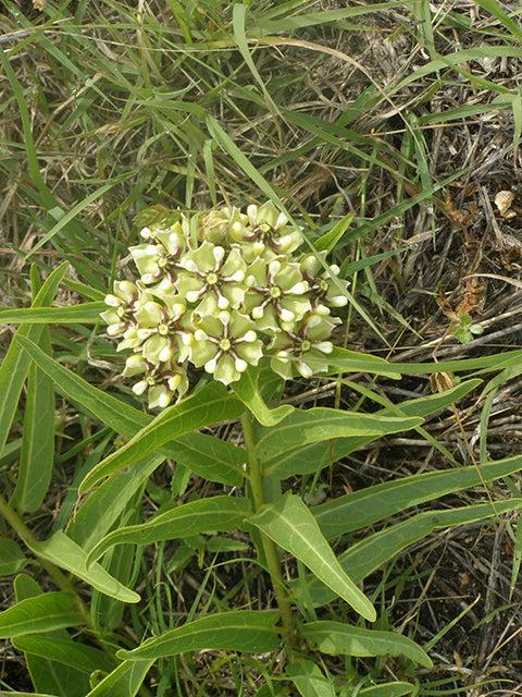 Asclepias asperula