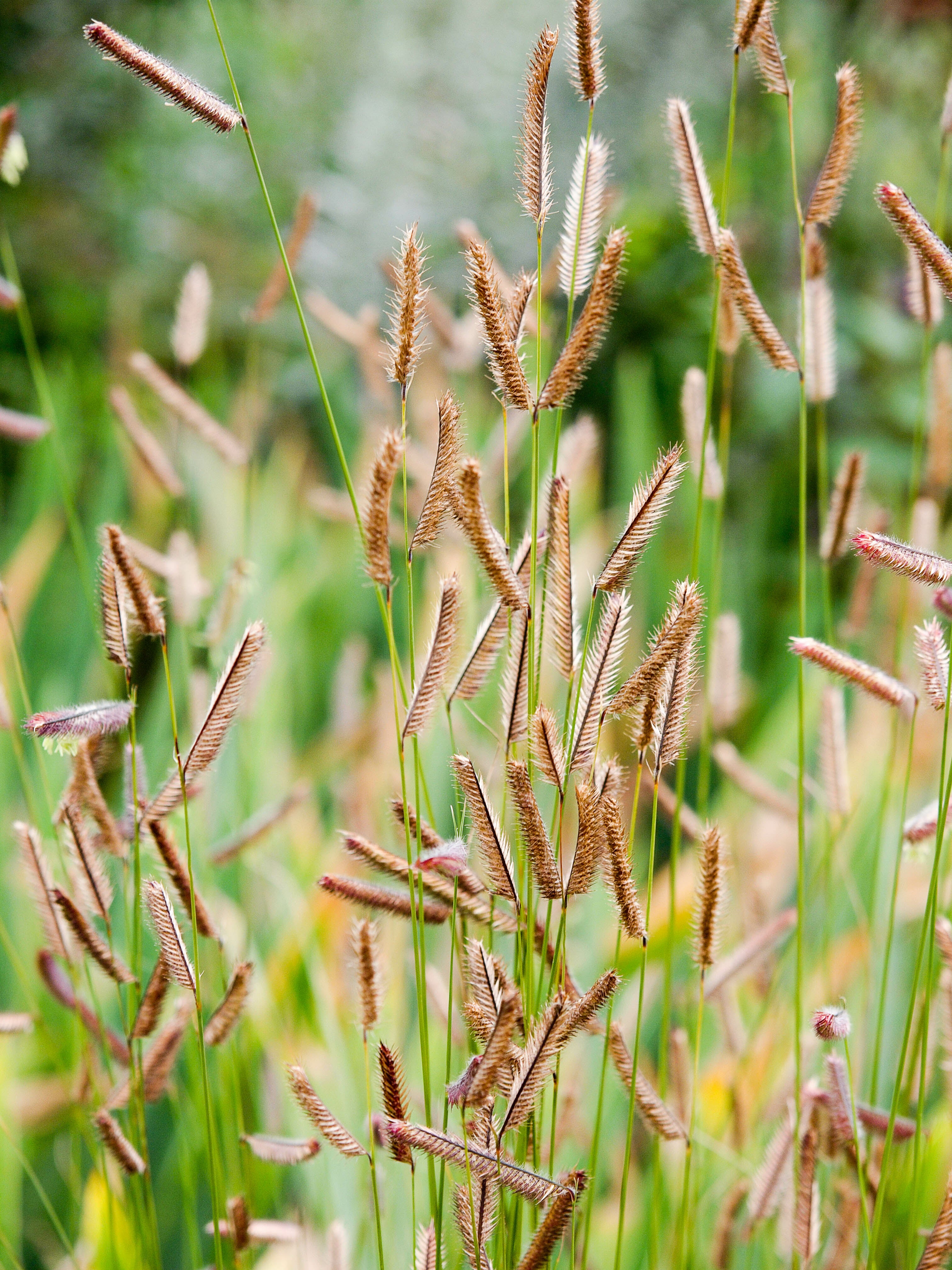 blue grama ornamental grass native to texas