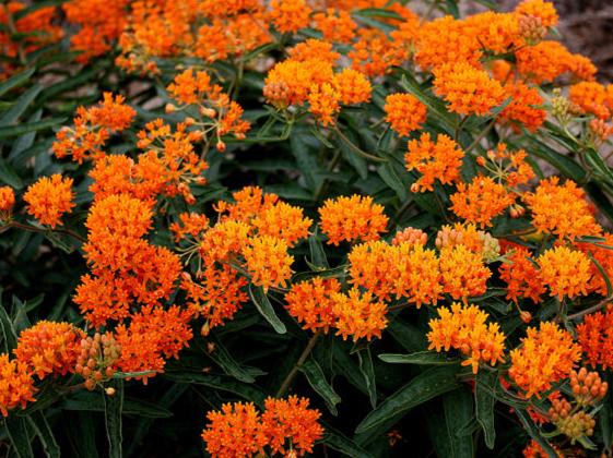 Butterfly Weed