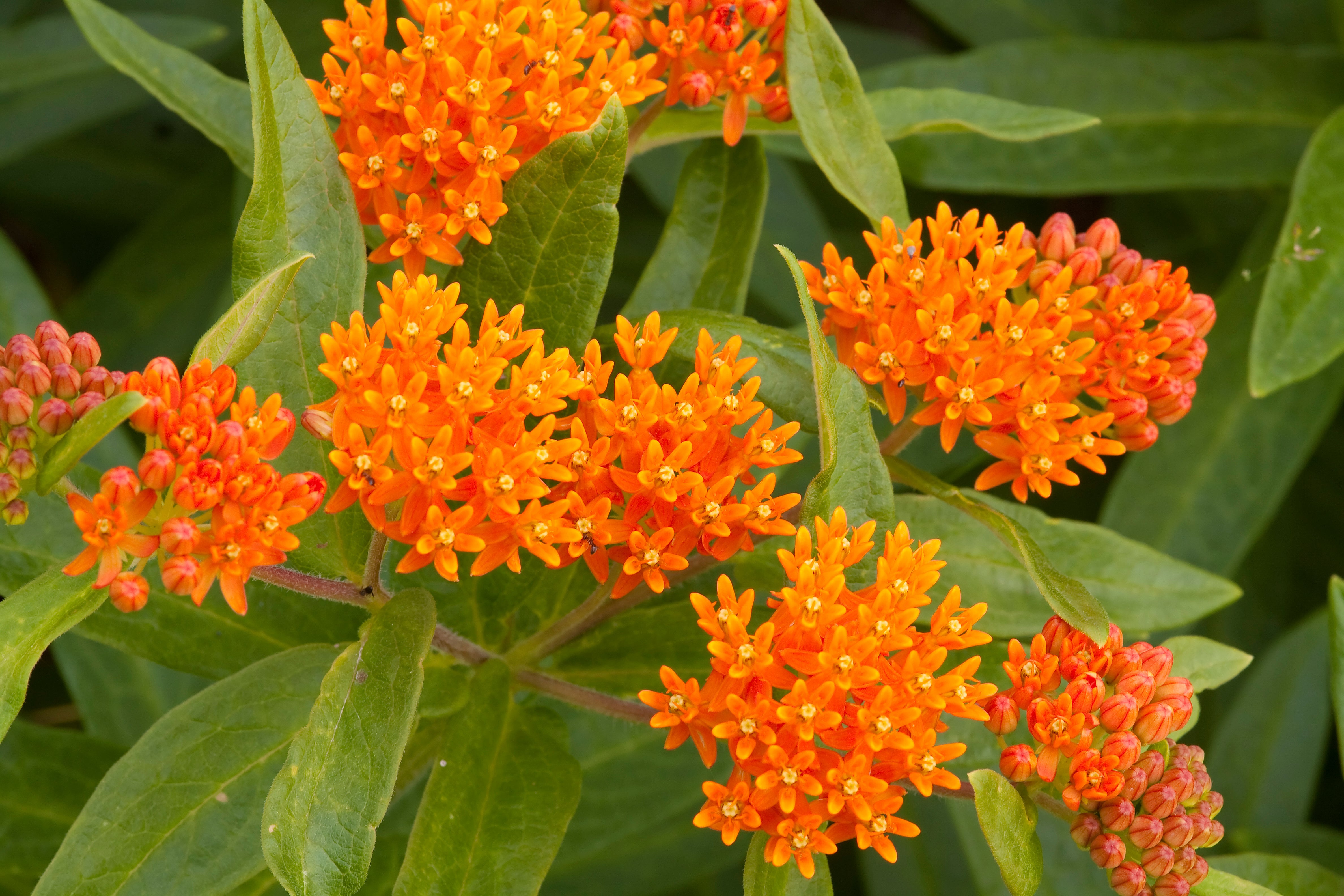 Butterfly Weed