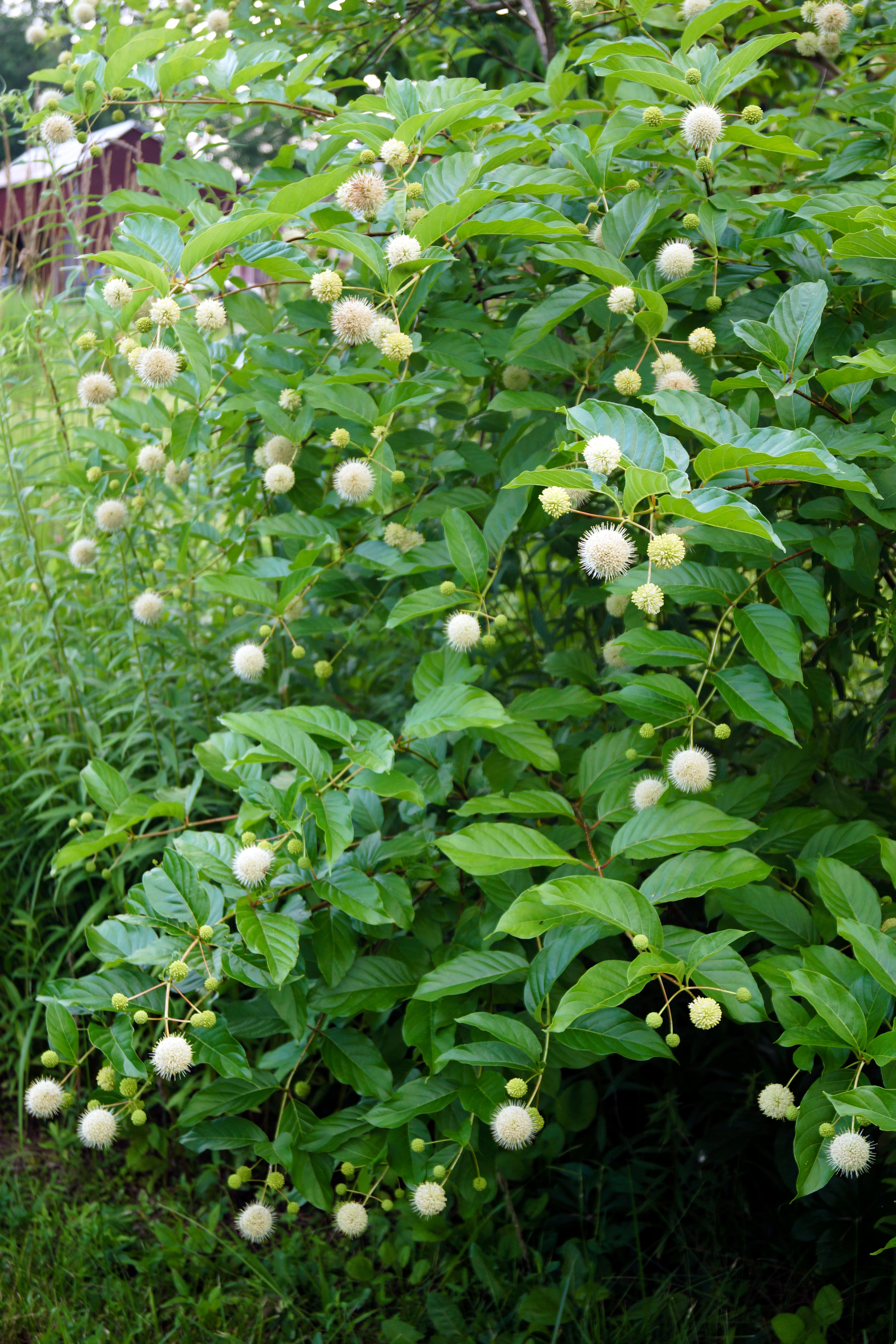 buttonbush