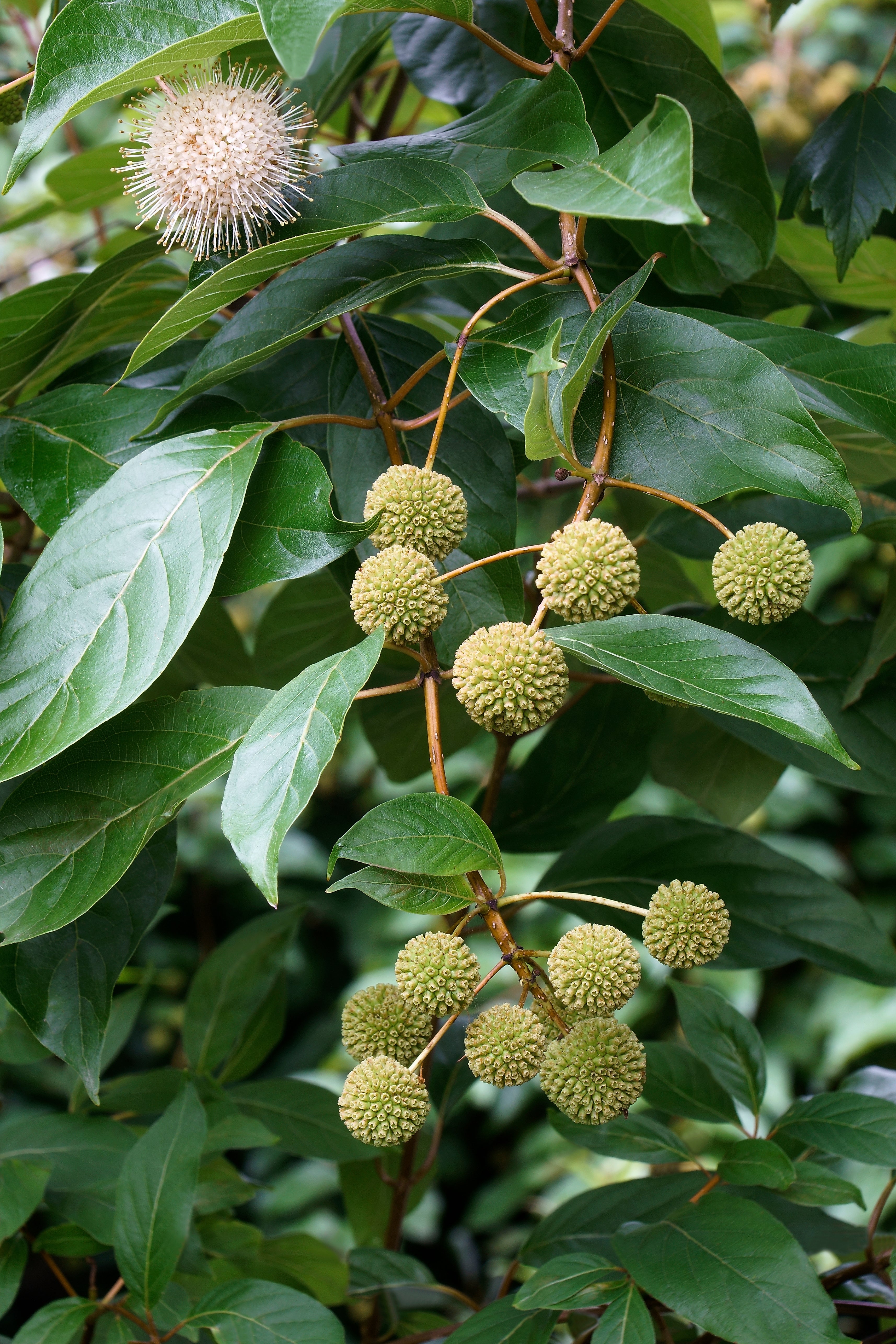 Cephalanthus occidentalis