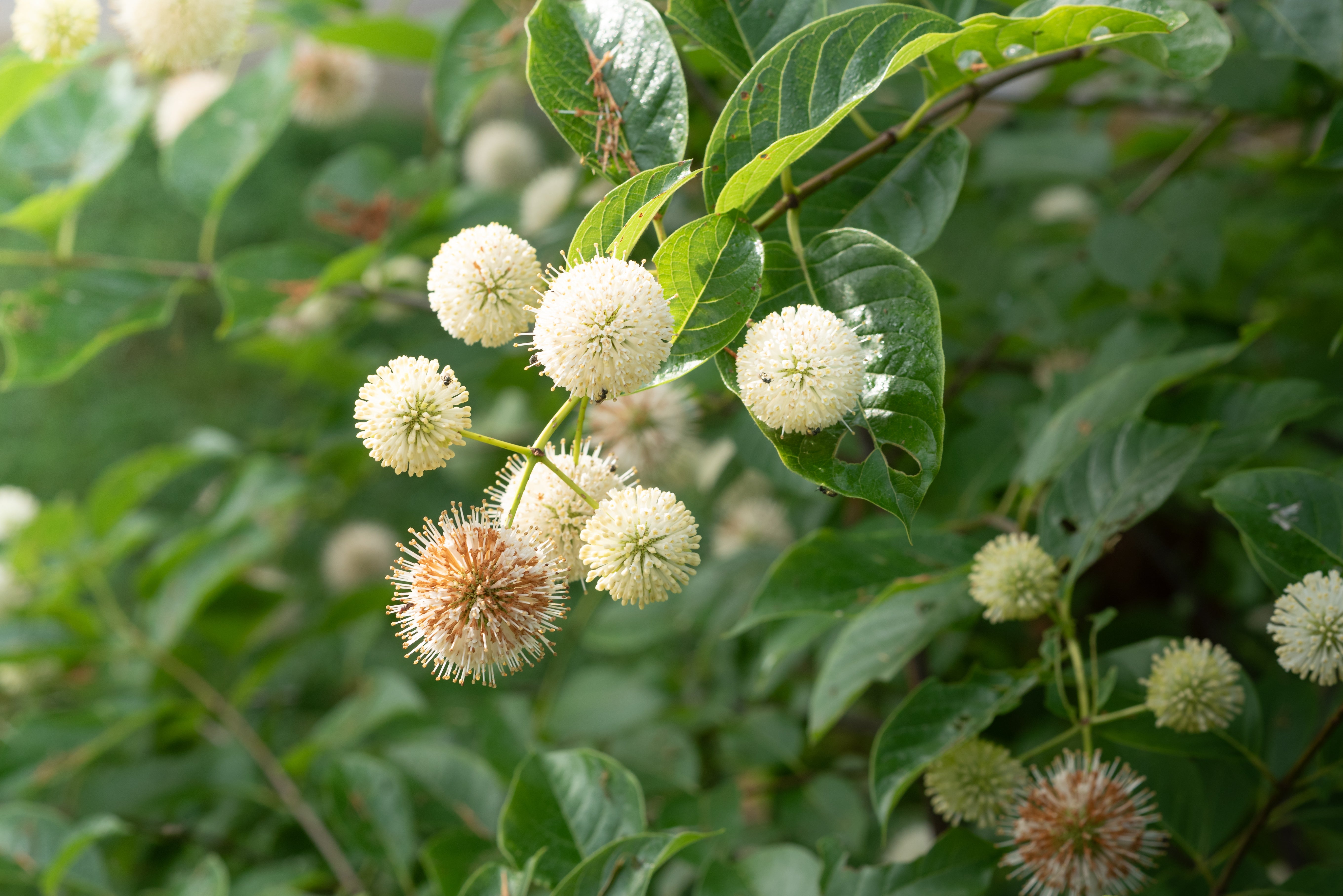 buttonbush