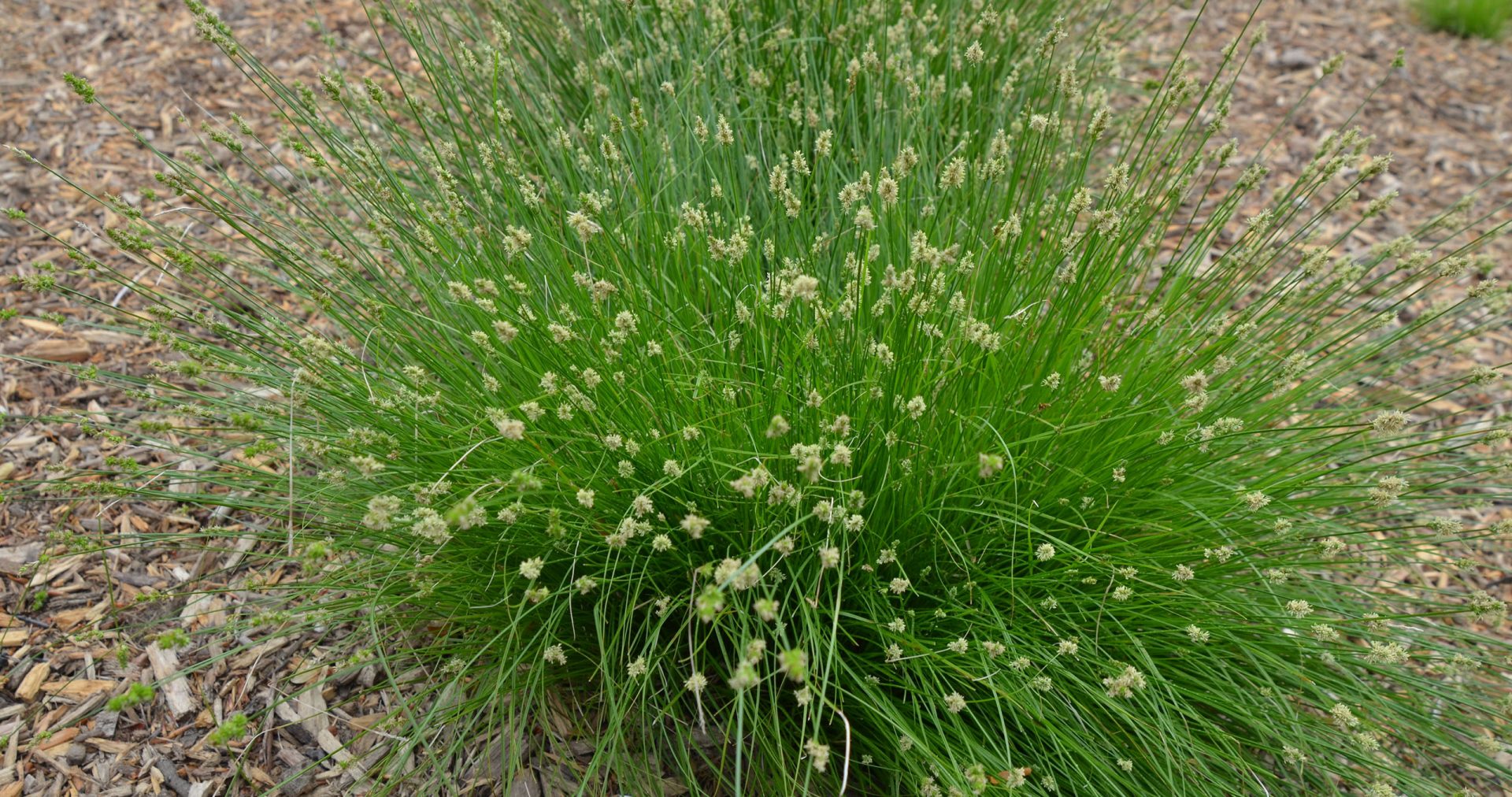 Leavenworth's Sedge