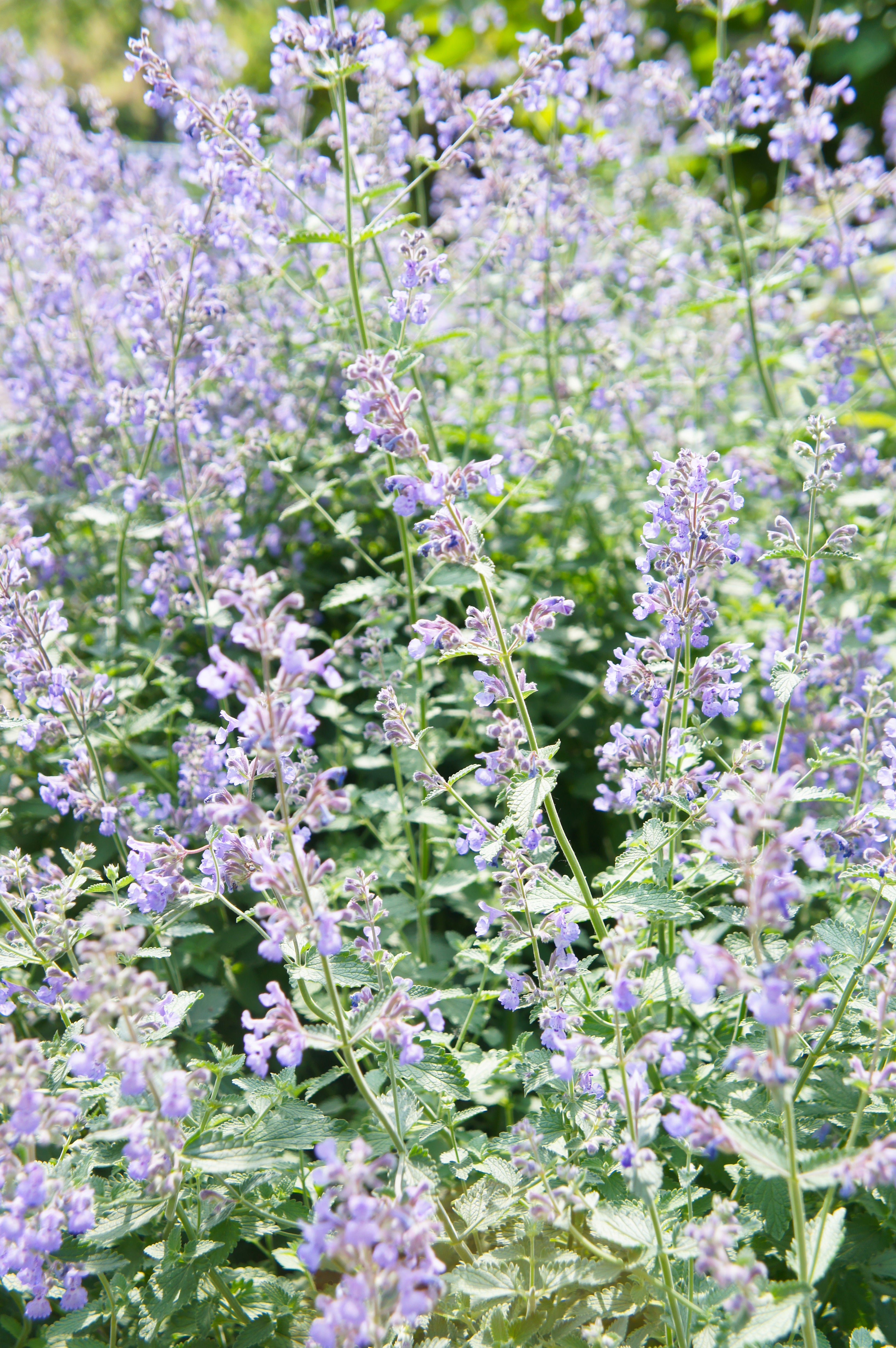 Catmint 'Walker's Low'