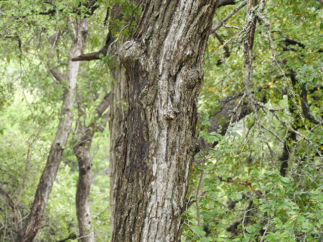 Cedar Elm