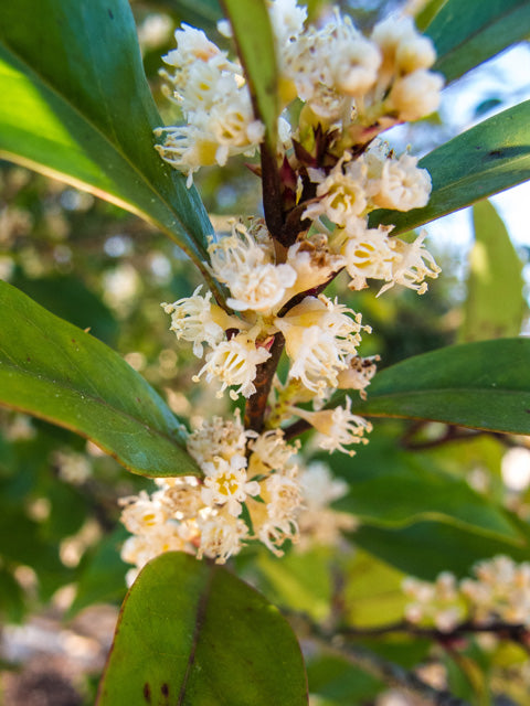 Compact Cherry Laurel