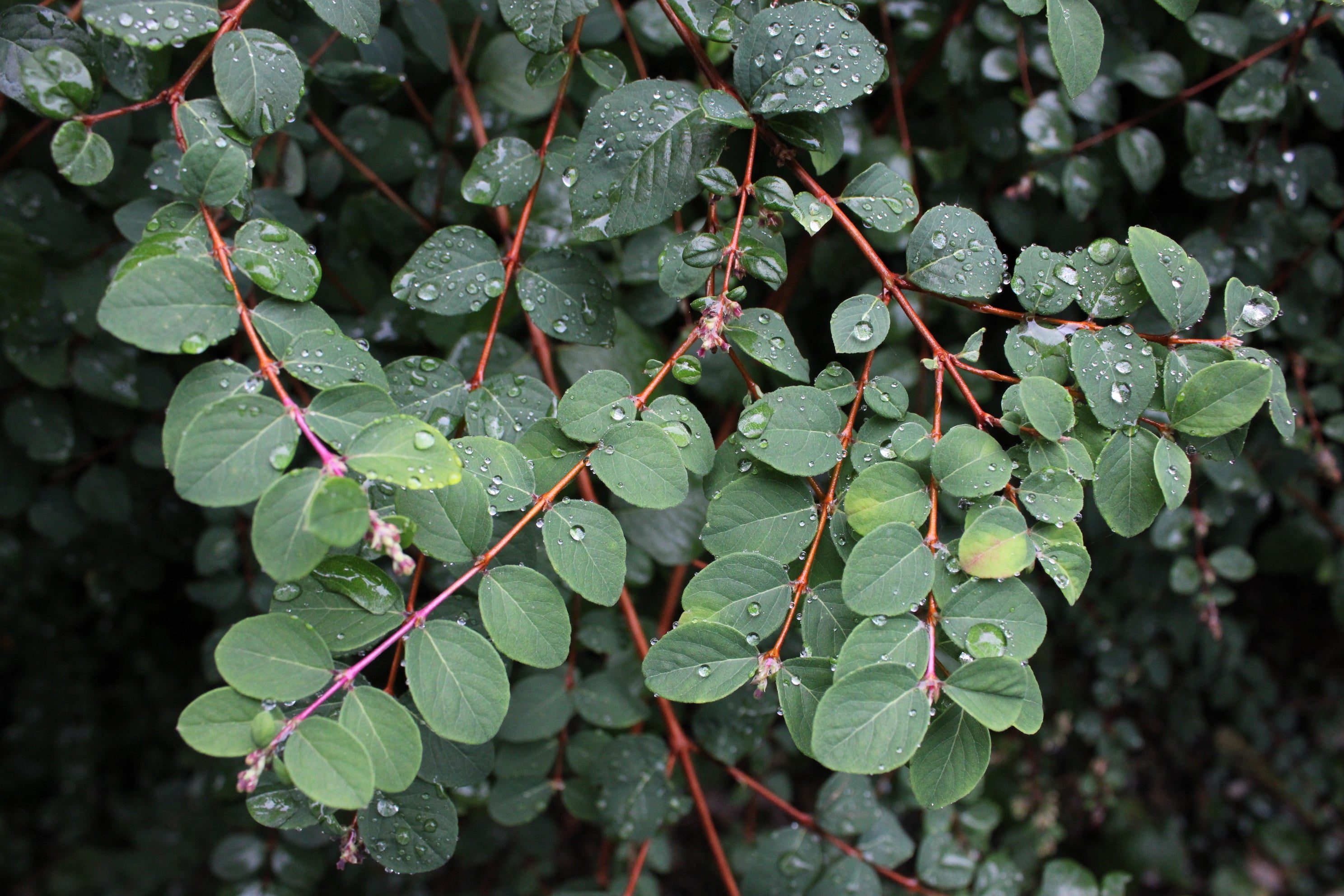 Symphoricarpos orbiculatus