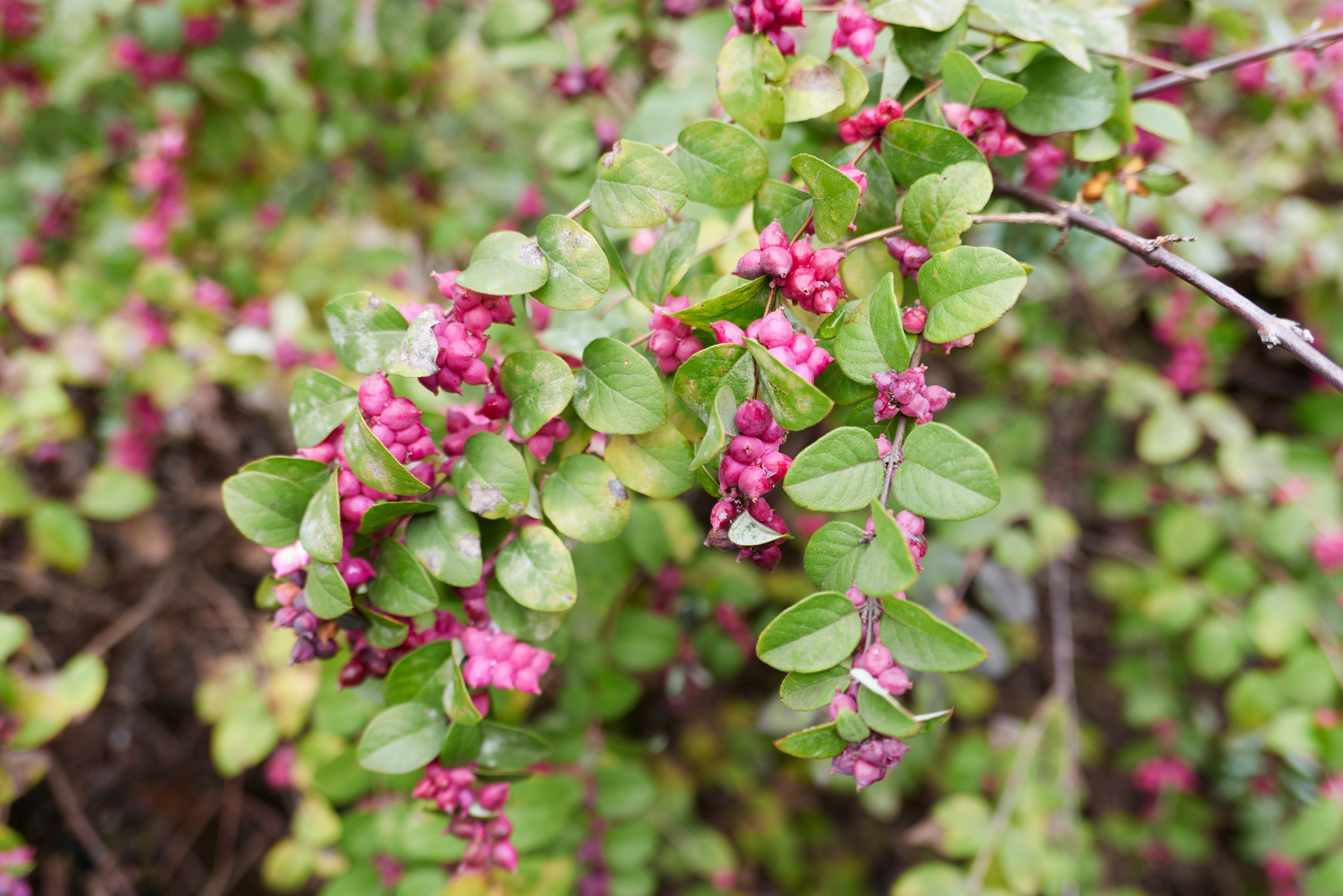 coralberry