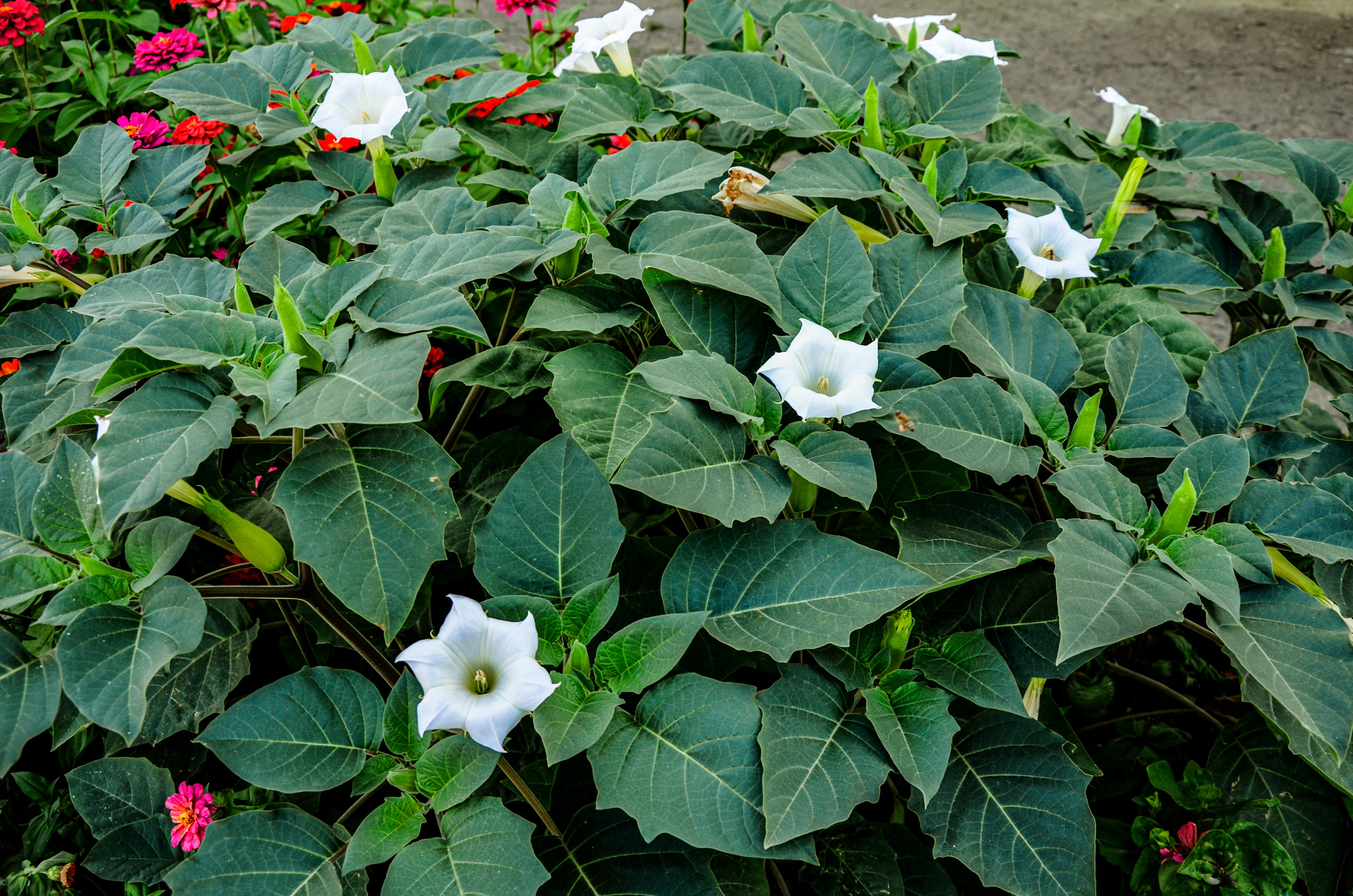 Datura