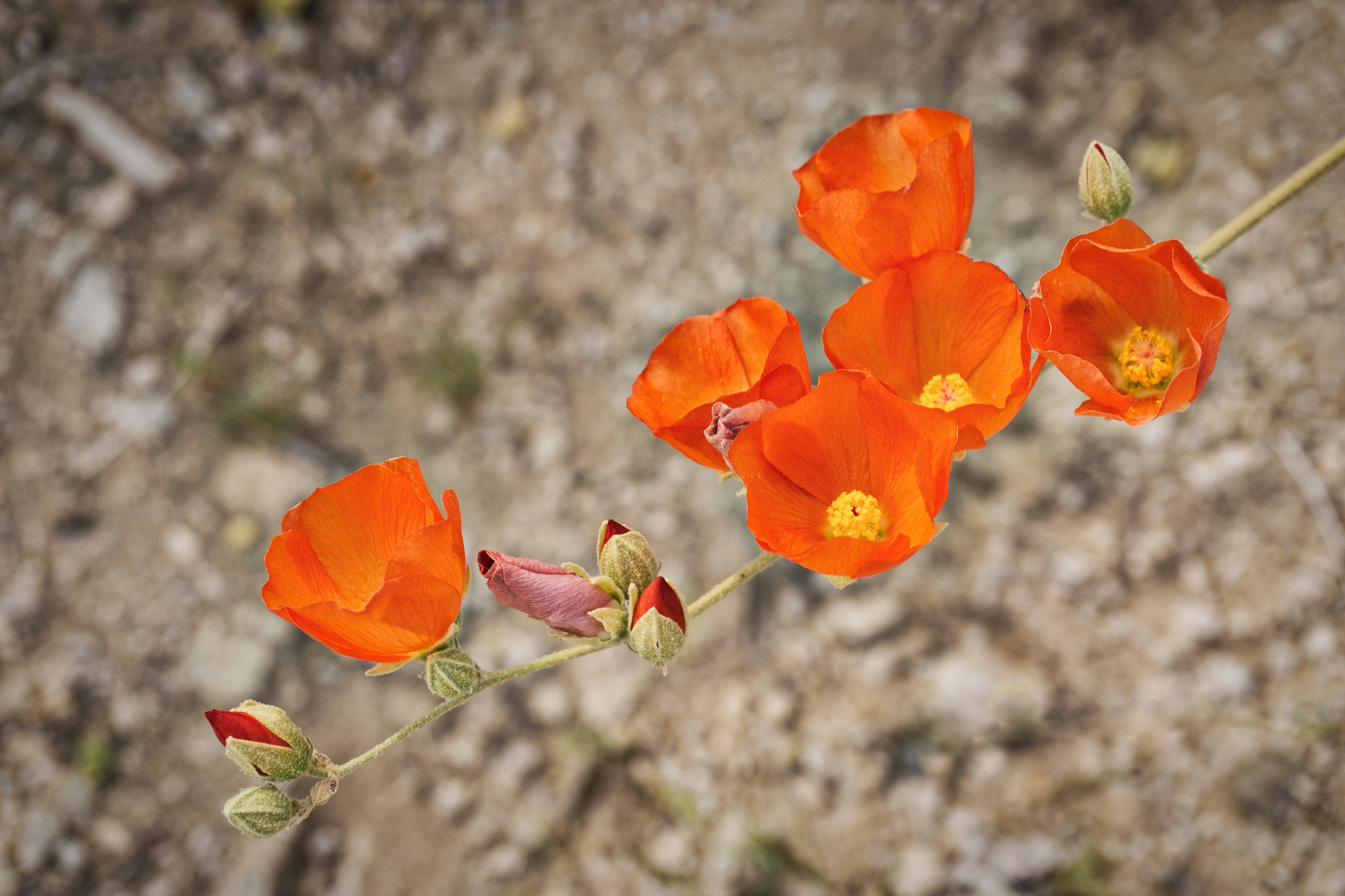 desert mallow