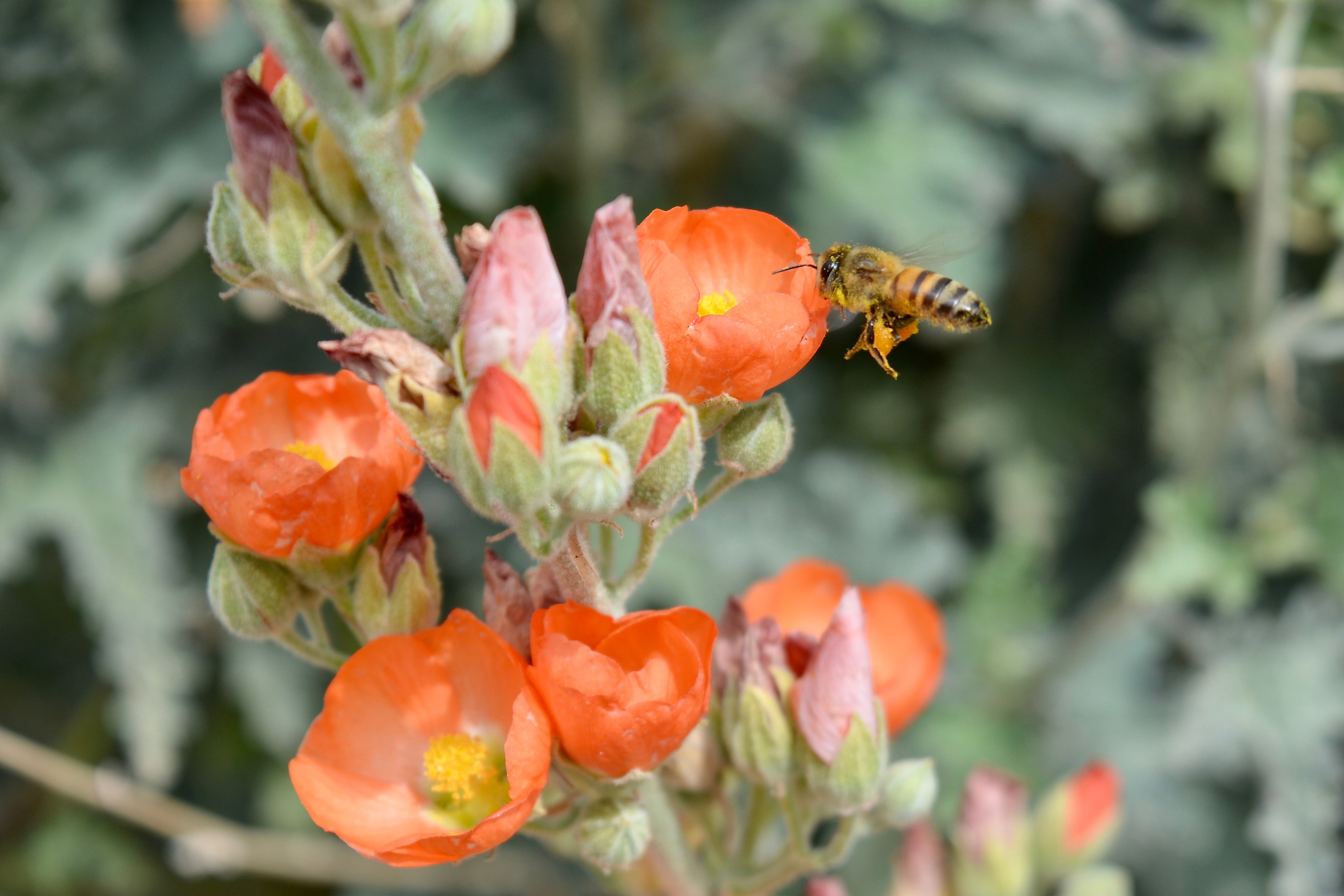 desert mallow