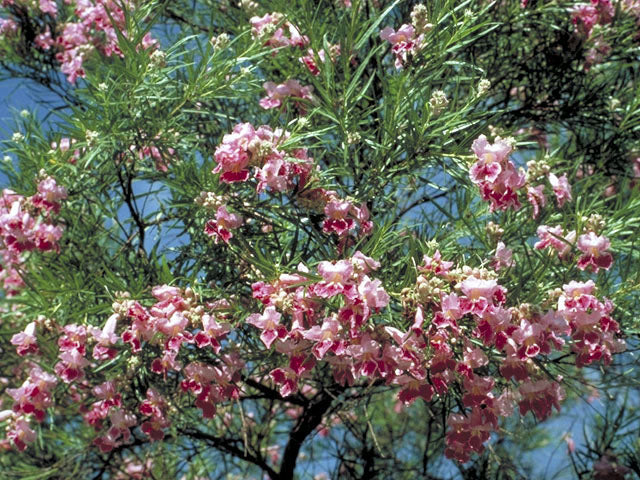 Desert Willow