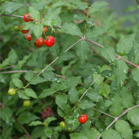 Dwarf Barbados Cherry