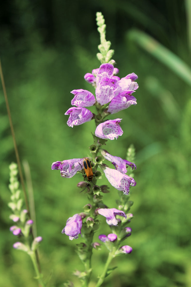 fall obedient plant