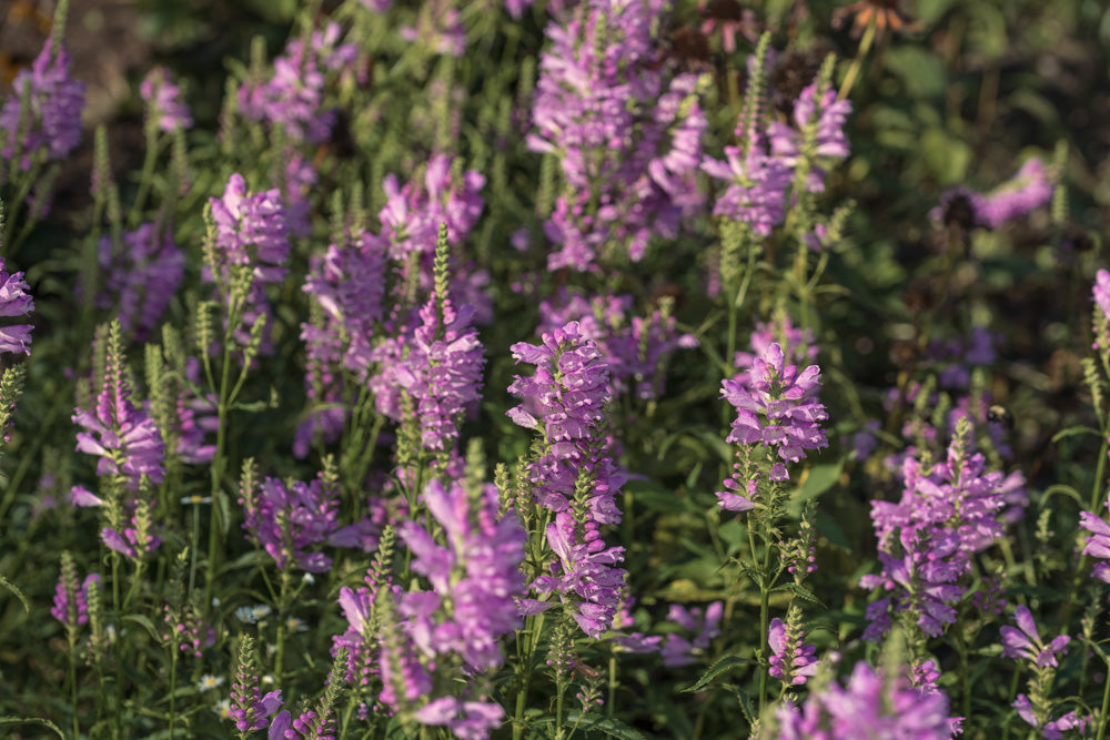 fall obedient plant