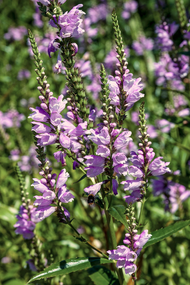 Physostegia virginiana