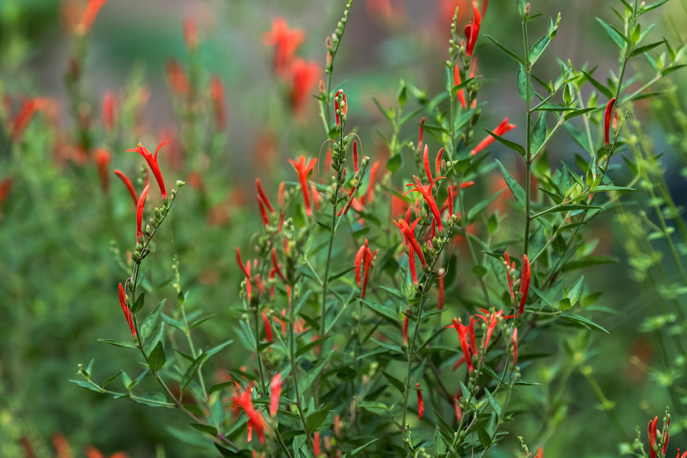 flame acanthus