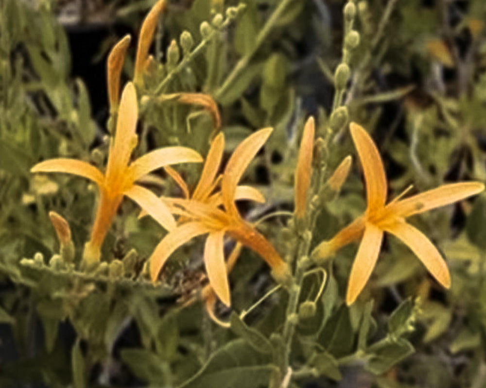 flame acanthus 'benny's gold'