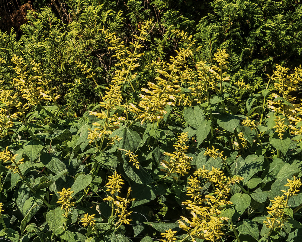 forsythia sage